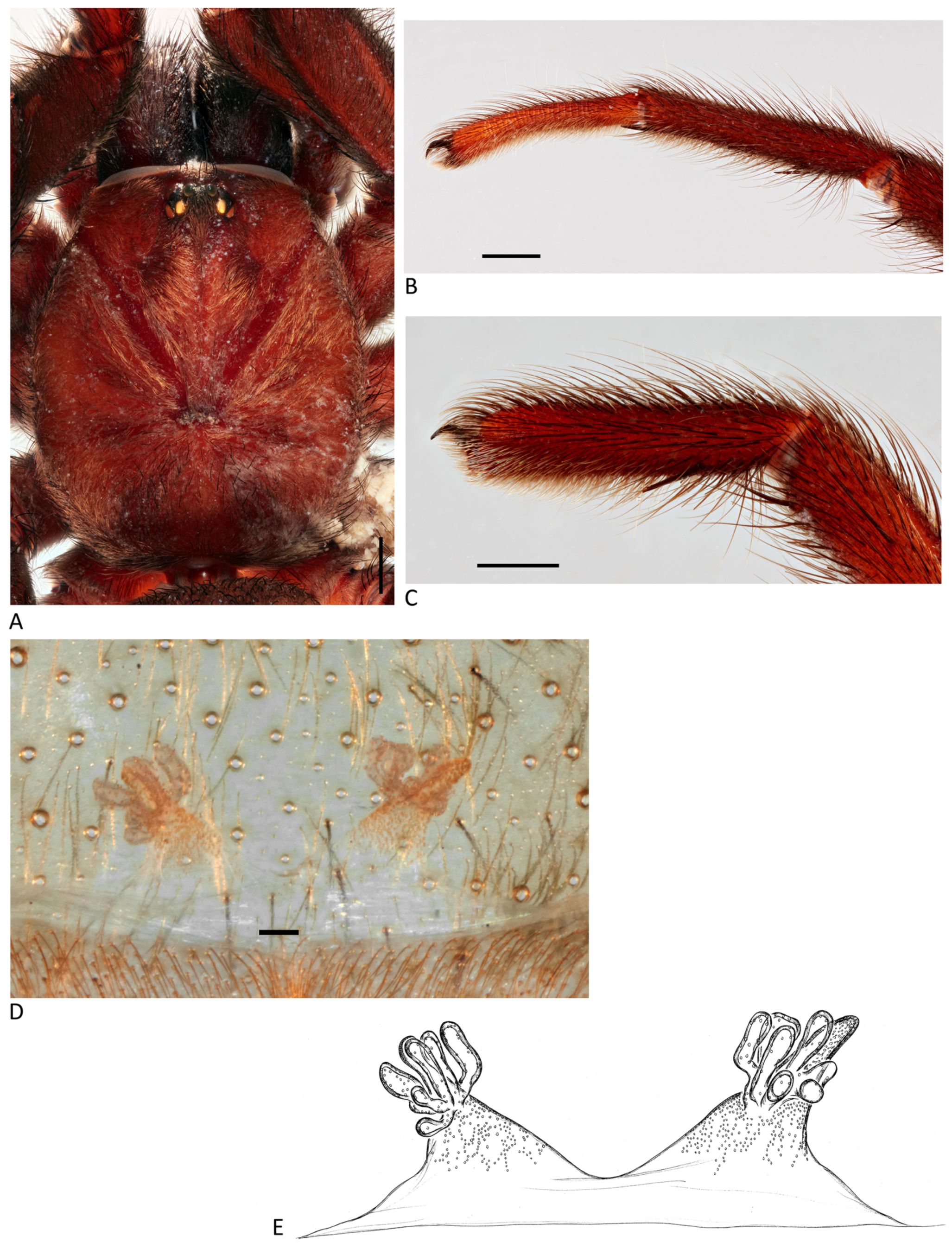 Arthropoda 01 00010 g140 550