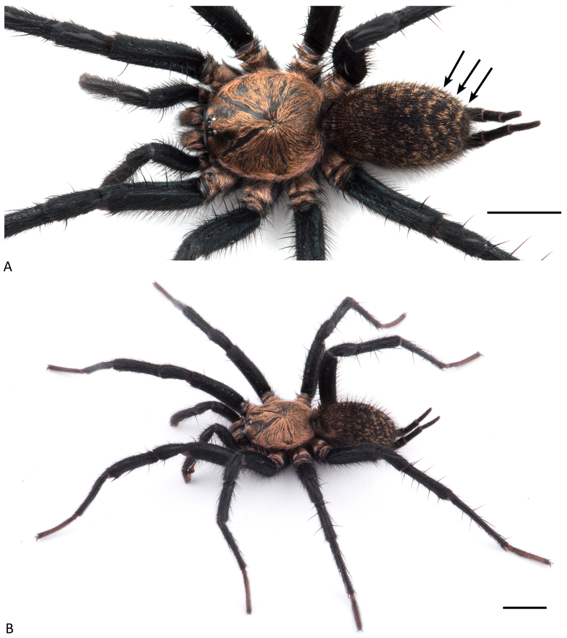 Arthropoda 01 00010 g142 550