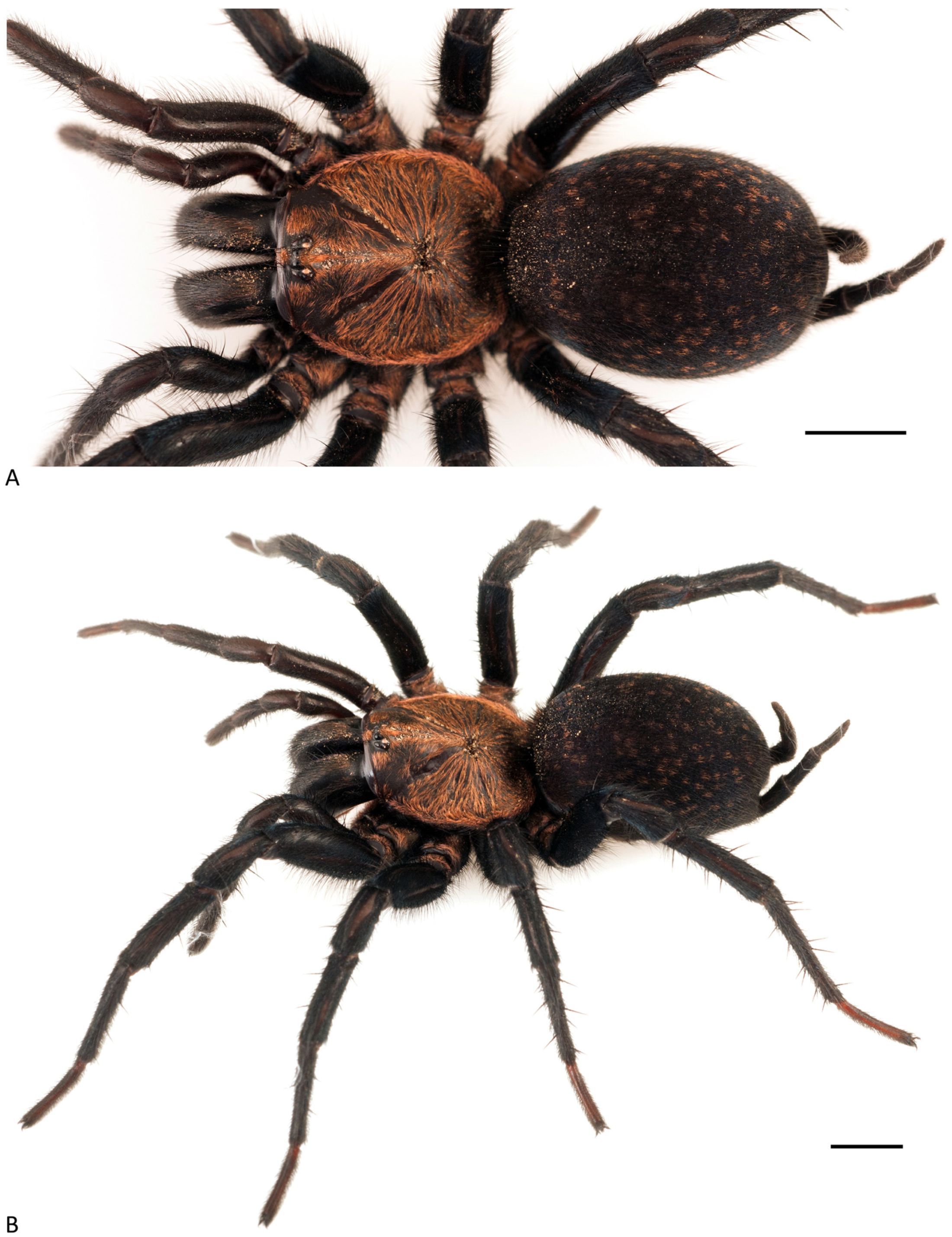 Arthropoda 01 00010 g145 550