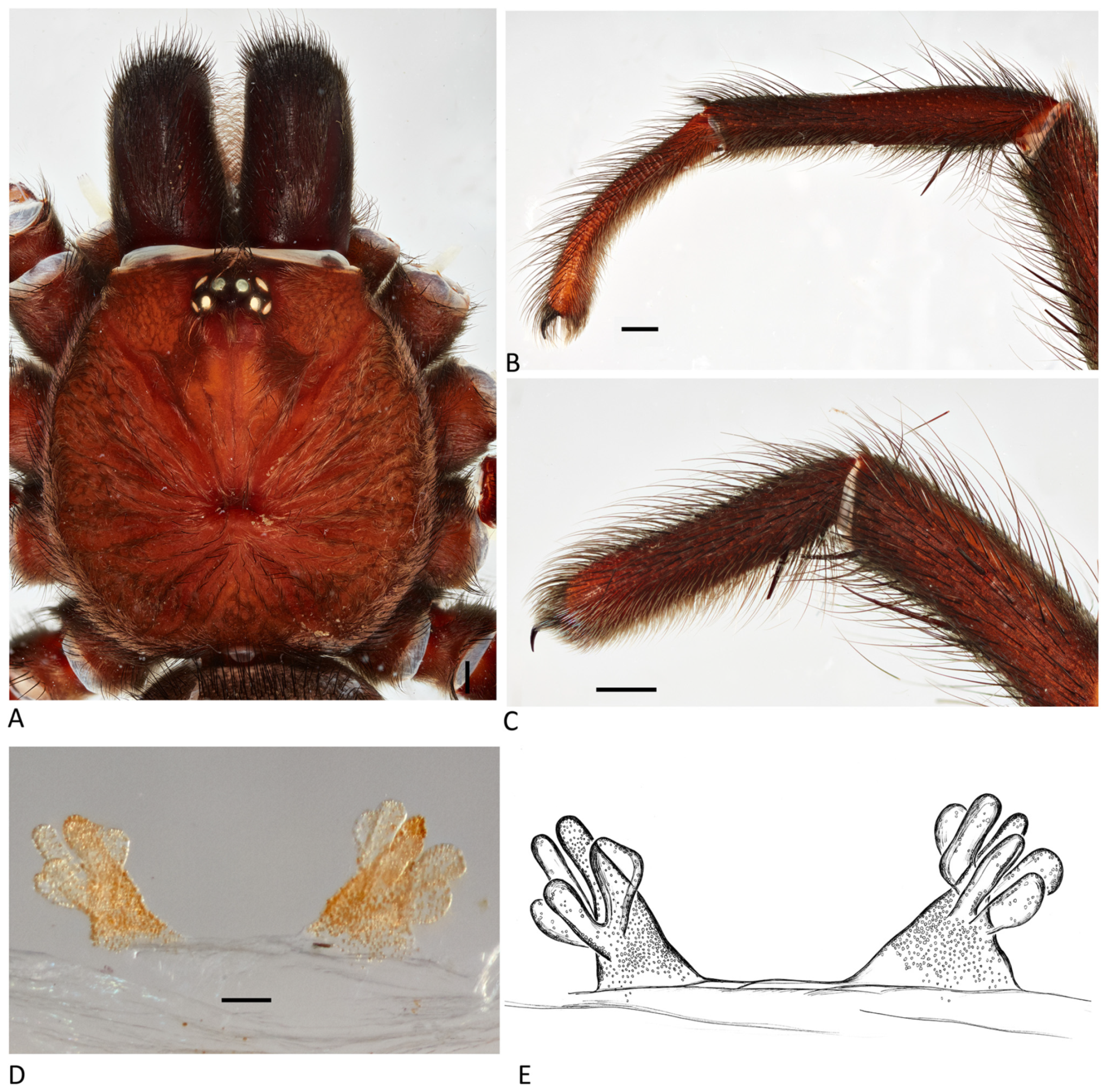 Arthropoda 01 00010 g146 550