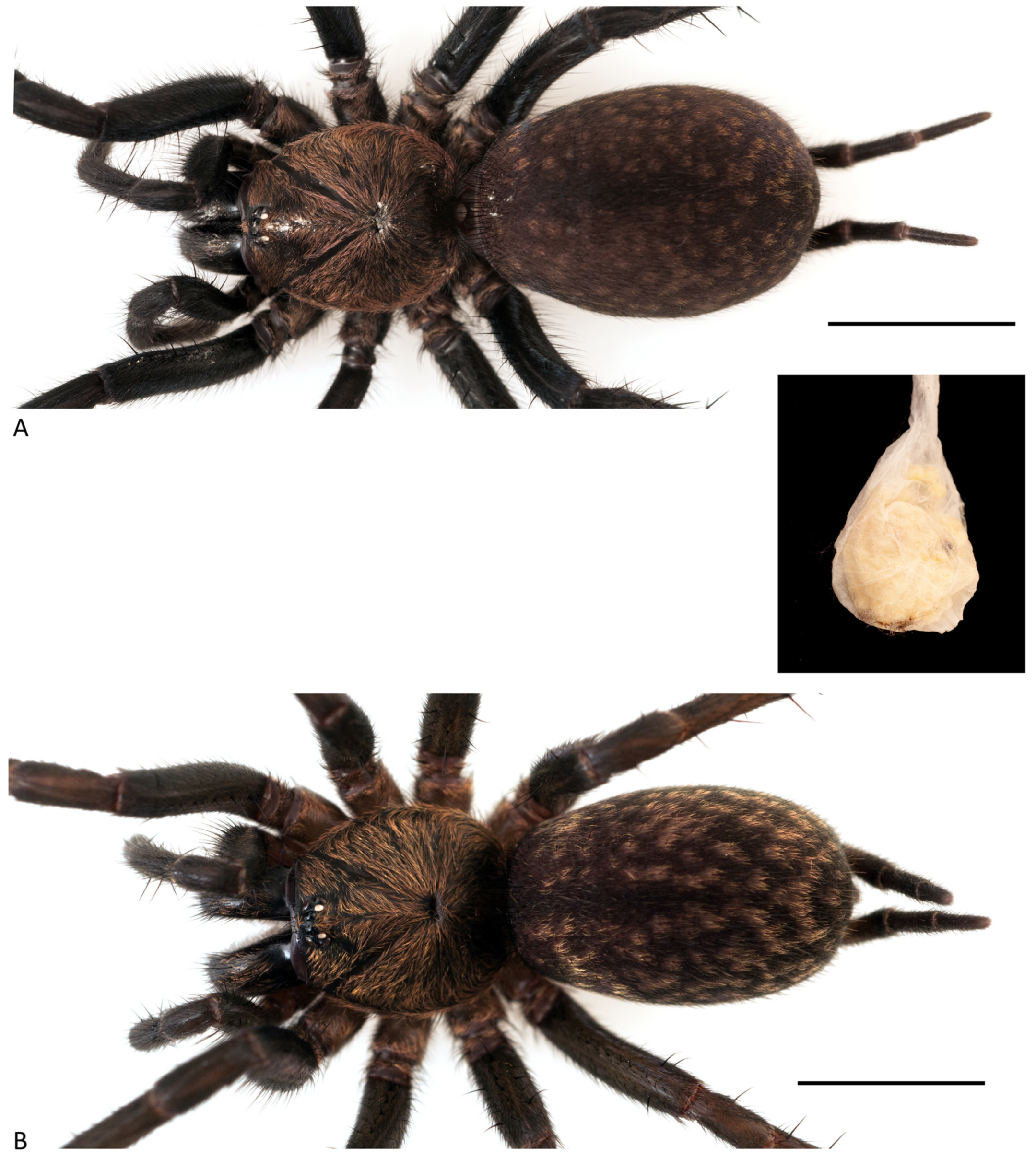 Arthropoda 01 00010 g148 550