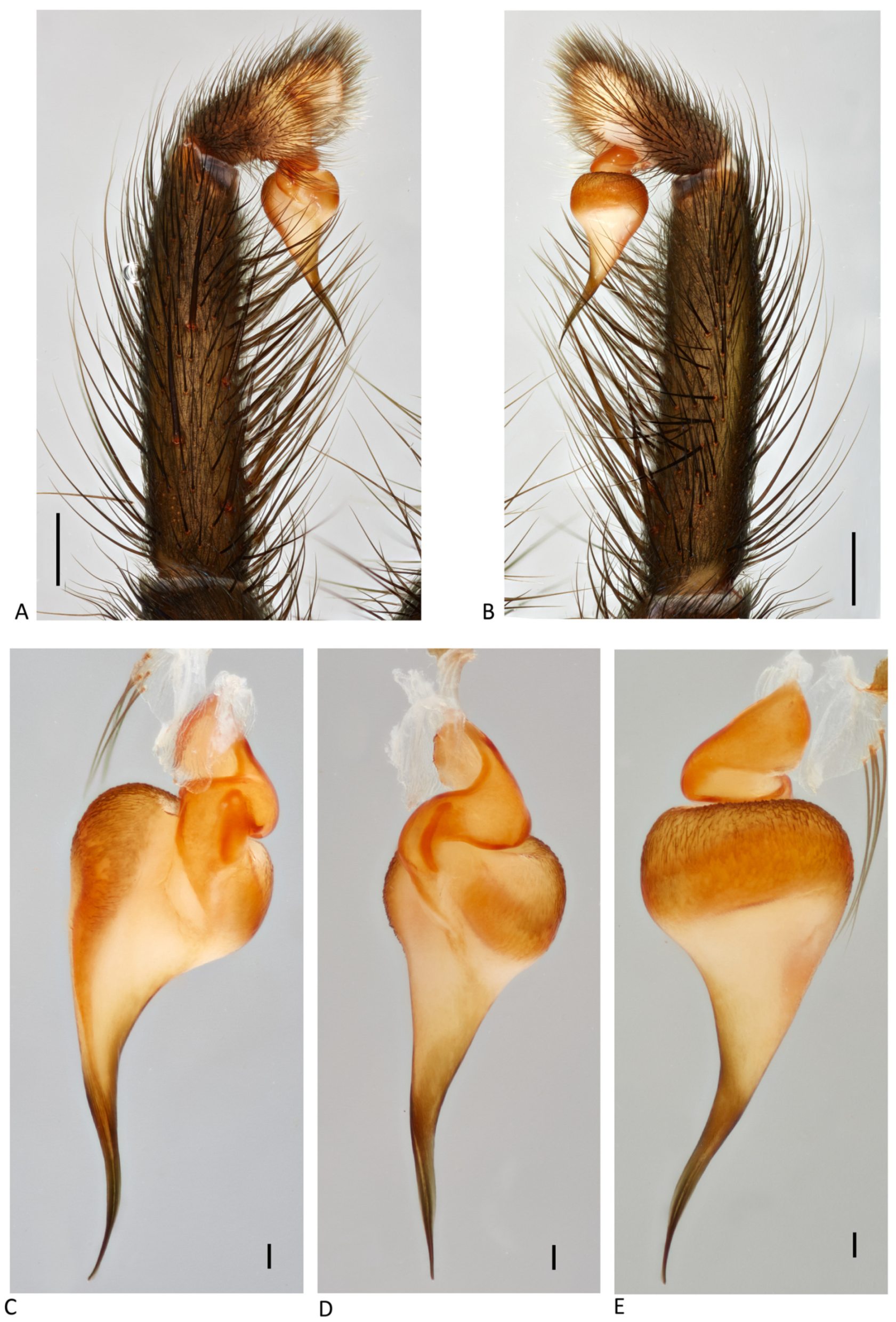 Arthropoda 01 00010 g151 550