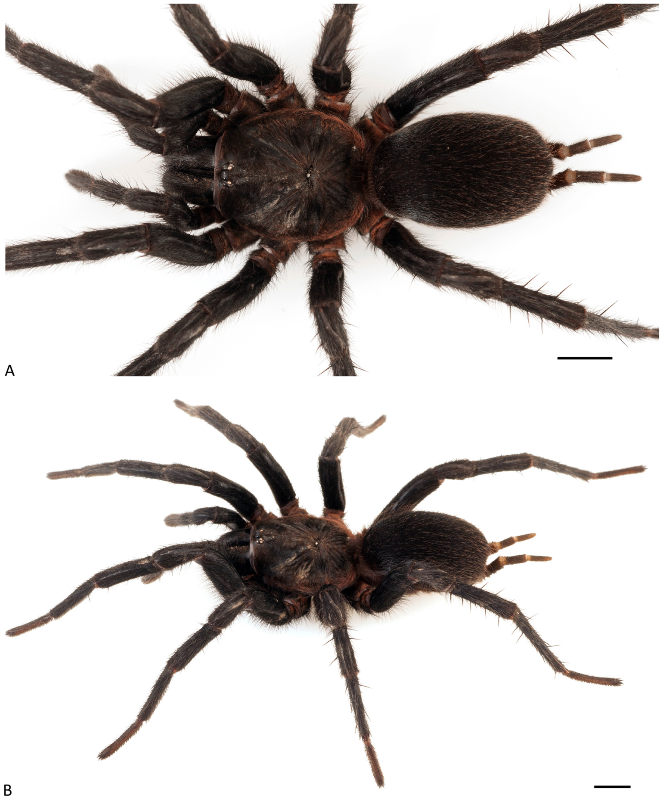 Arthropoda 01 00010 g152 550