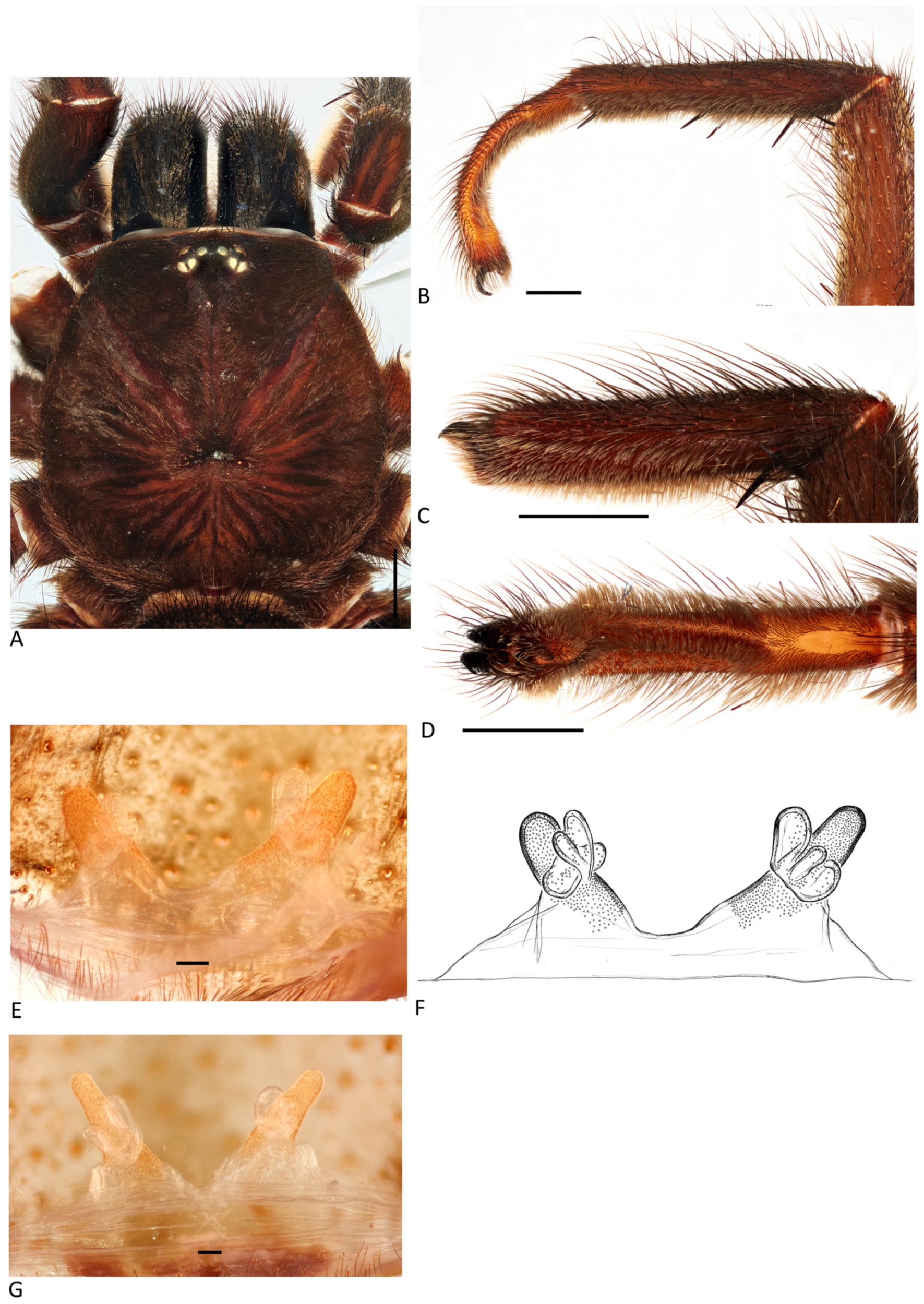 Arthropoda 01 00010 g153 550