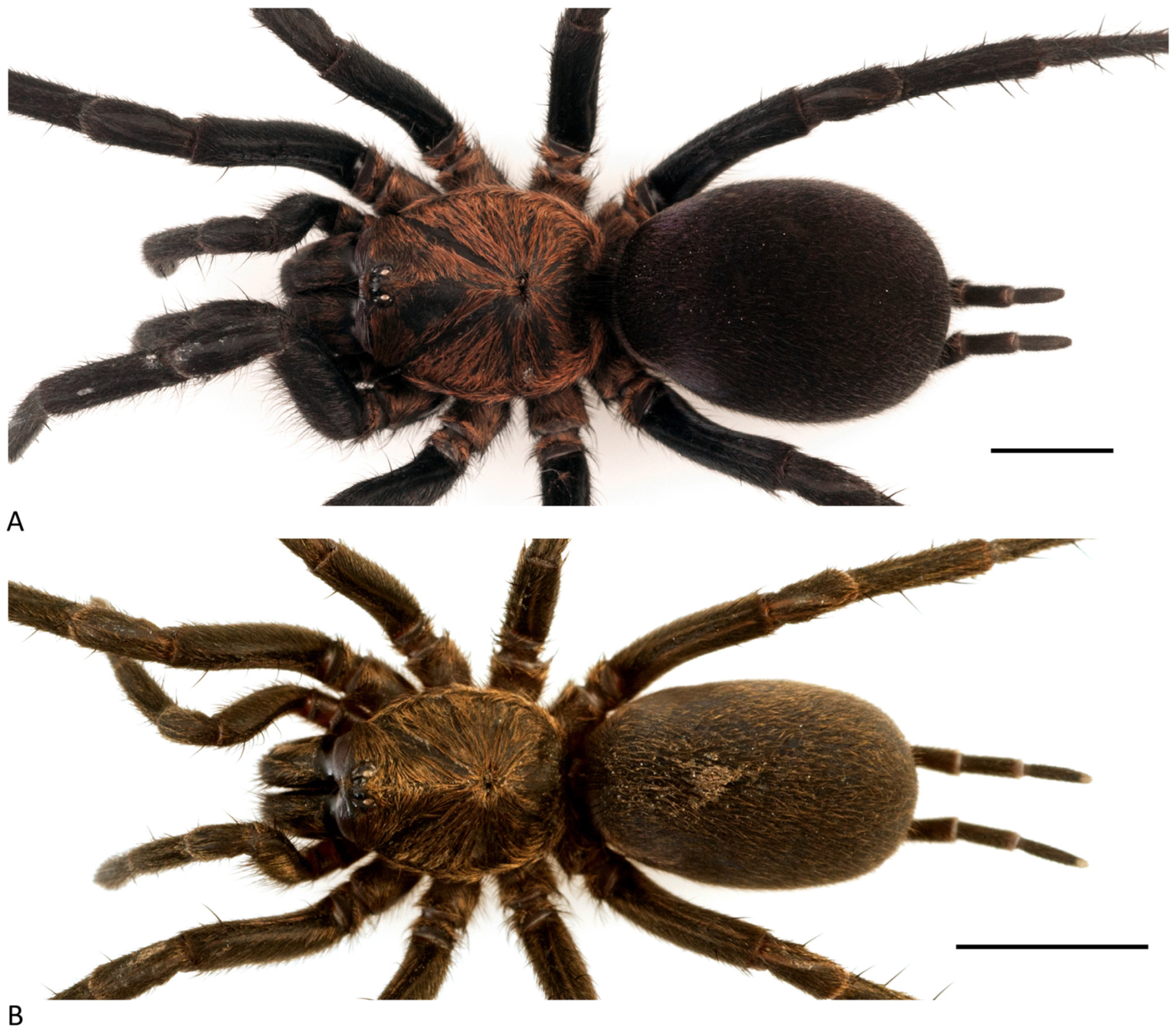 Arthropoda 01 00010 g156 550