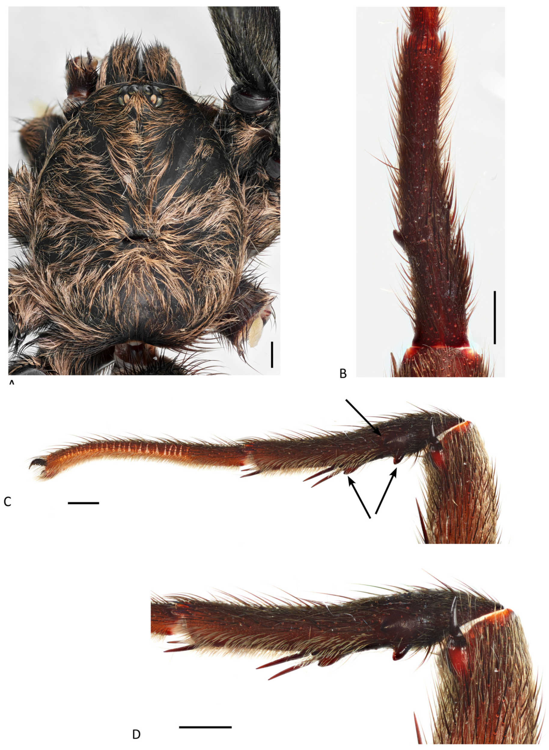 Arthropoda 01 00010 g157 550