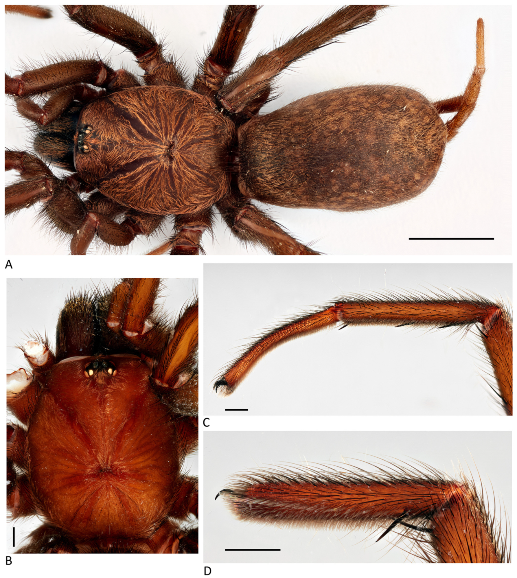 Arthropoda 01 00010 g159 550