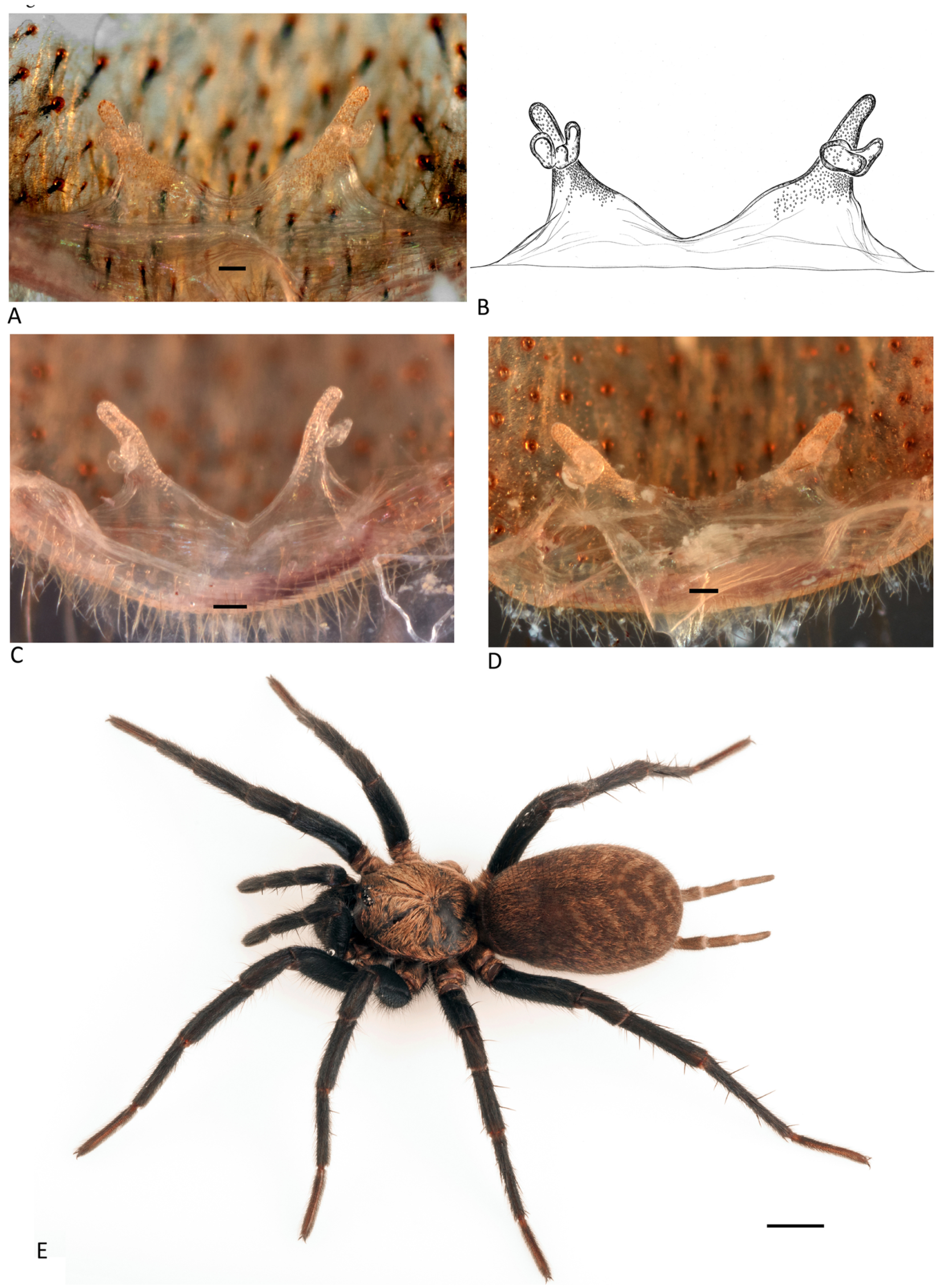 Arthropoda 01 00010 g160 550