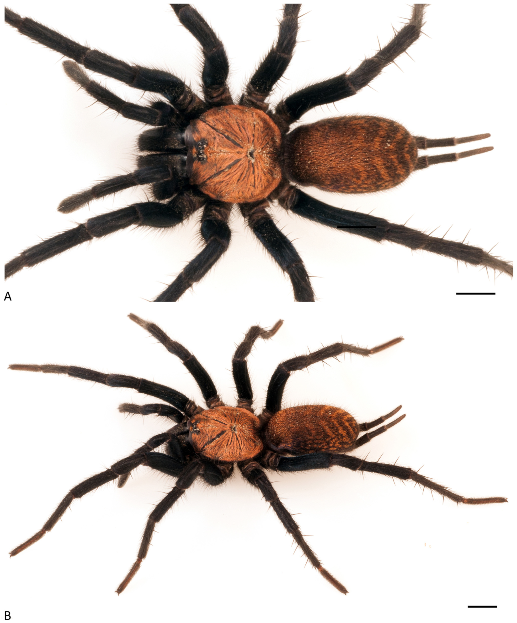 Arthropoda 01 00010 g161 550