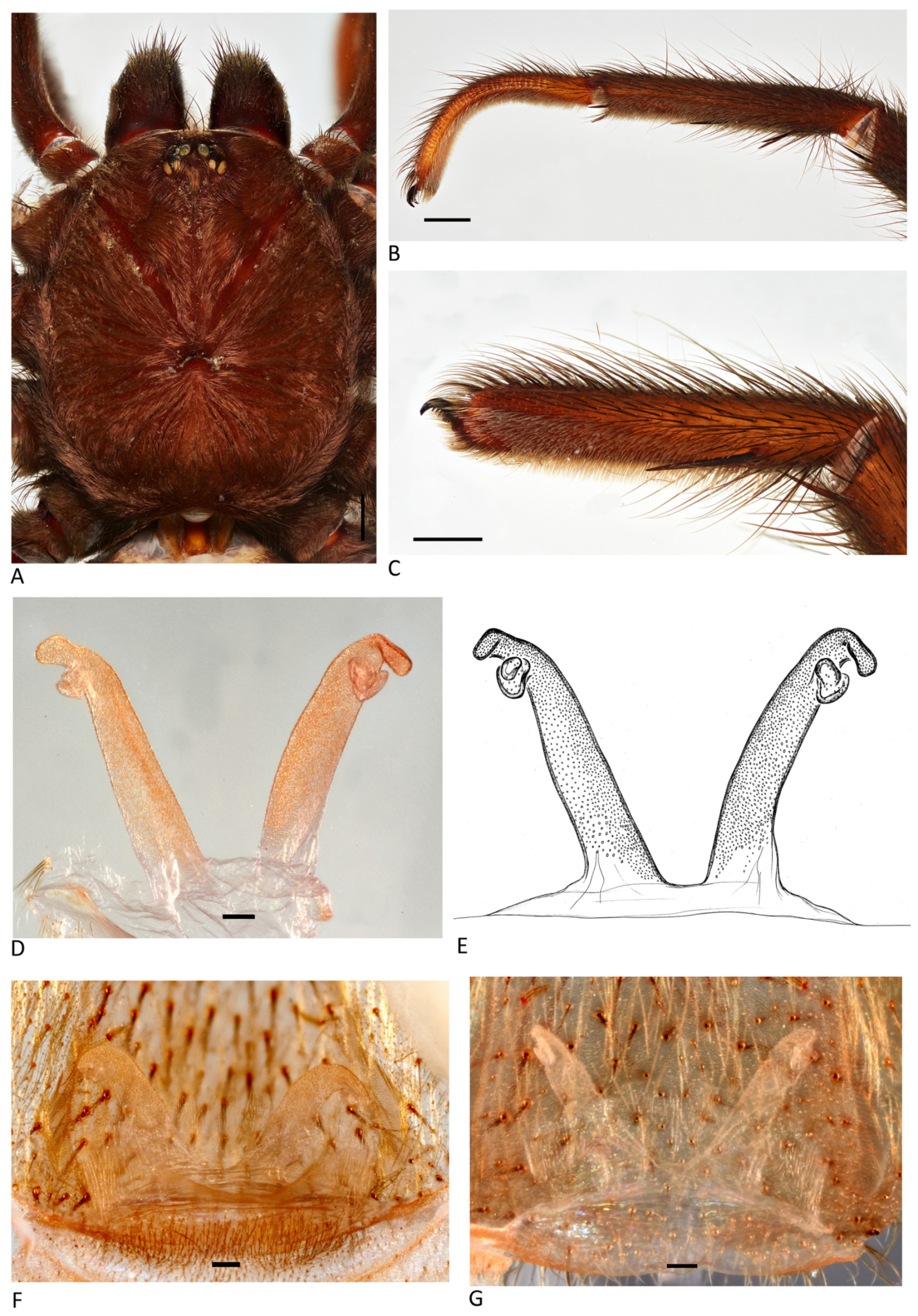 Arthropoda 01 00010 g162 550