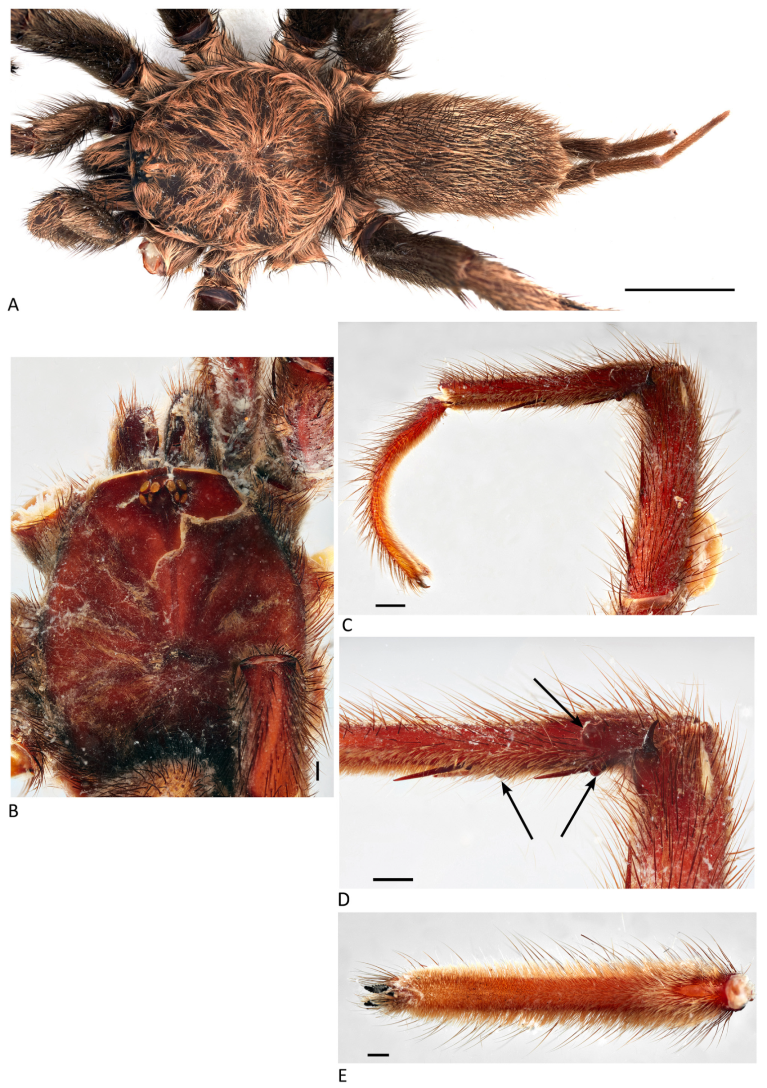 Arthropoda 01 00010 g163 550