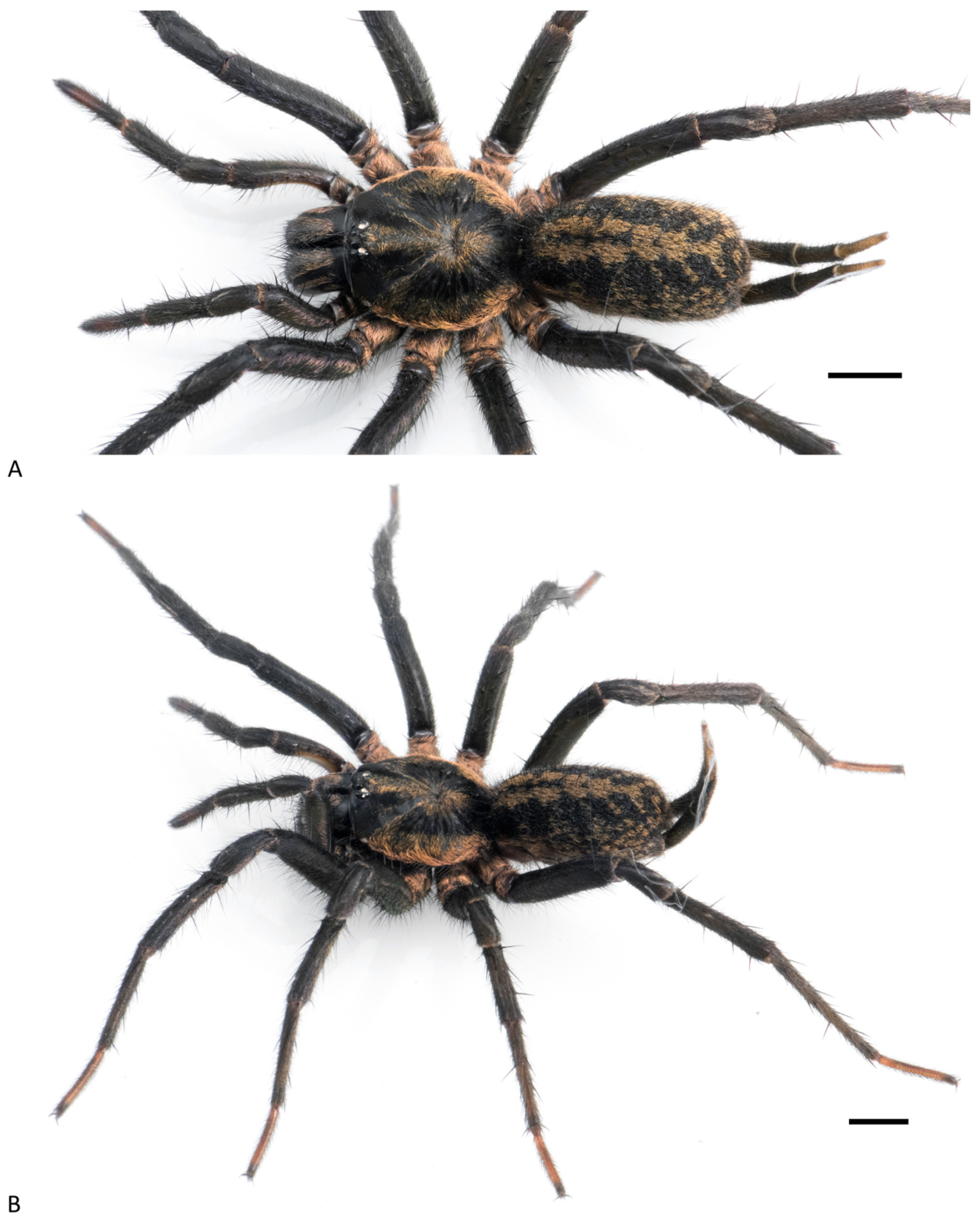 Arthropoda 01 00010 g165 550