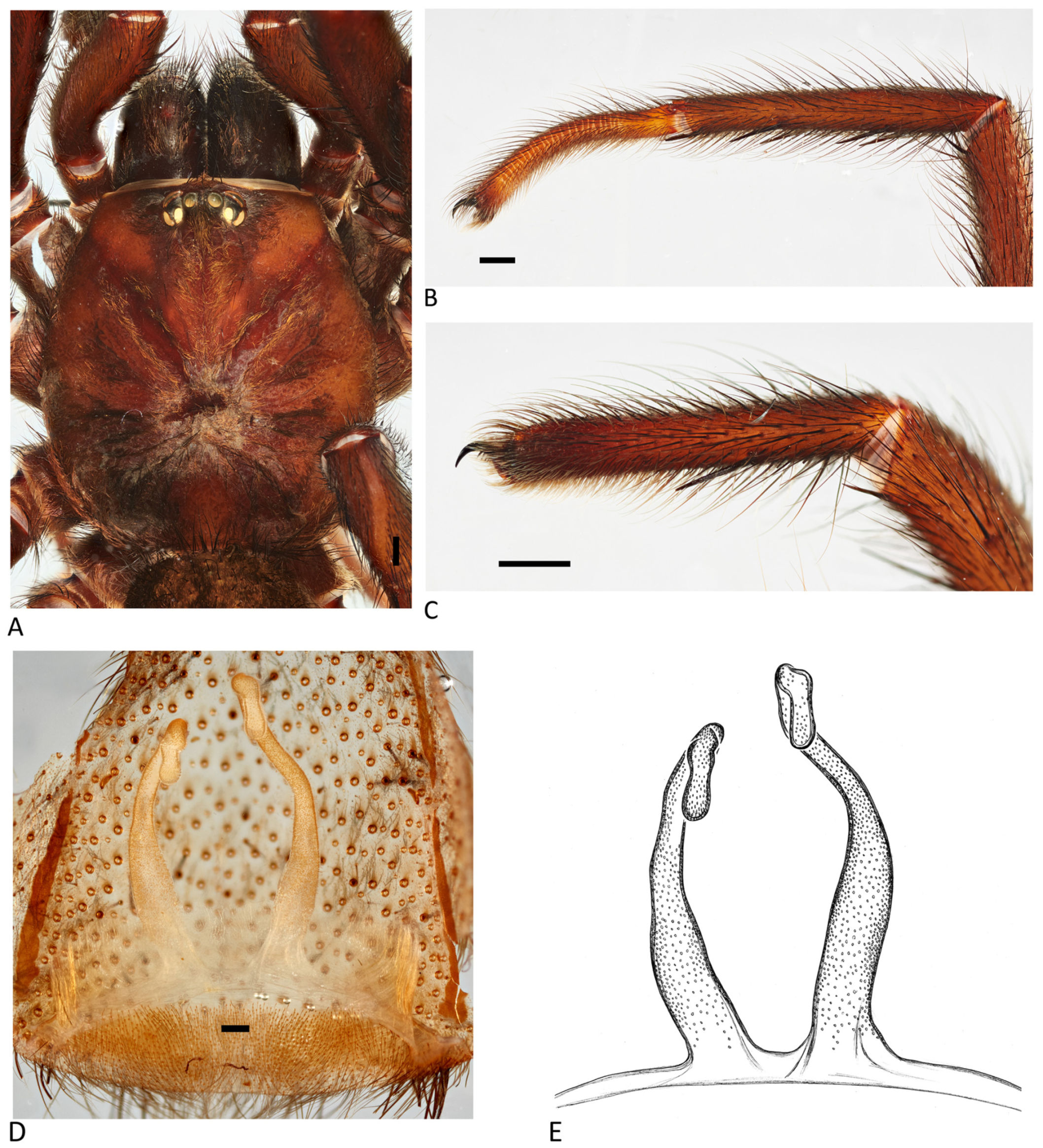 Arthropoda 01 00010 g166 550