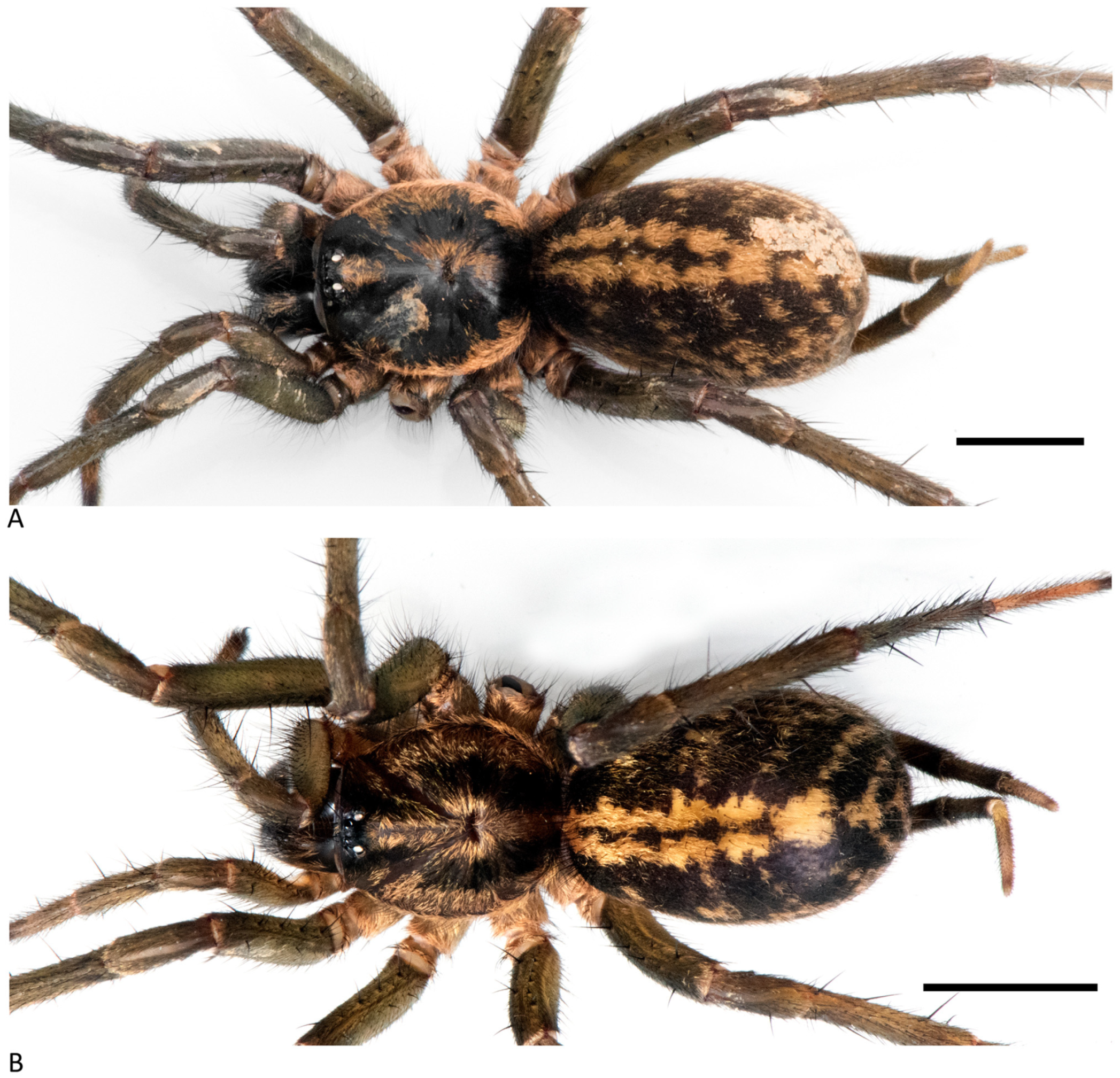 Arthropoda 01 00010 g167 550