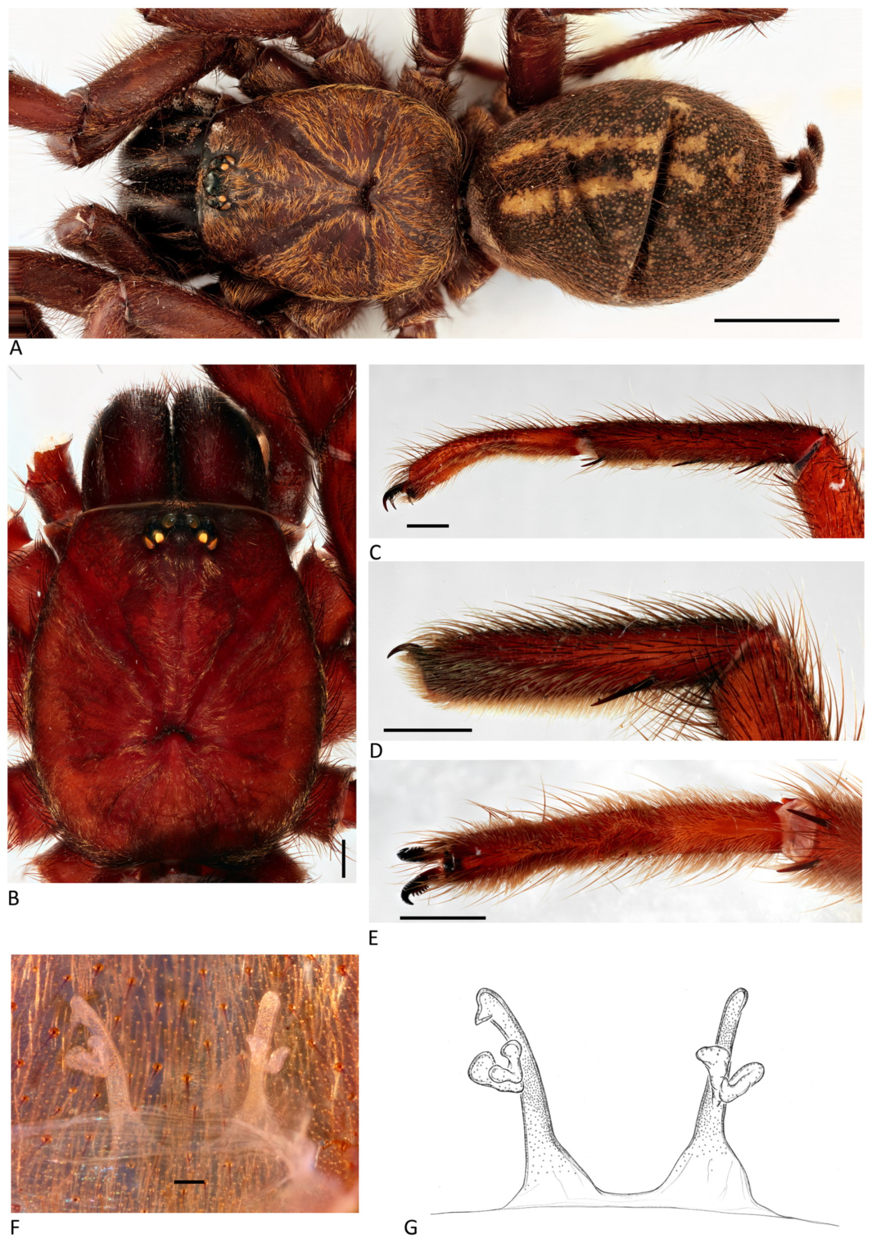 Arthropoda 01 00010 g169 550