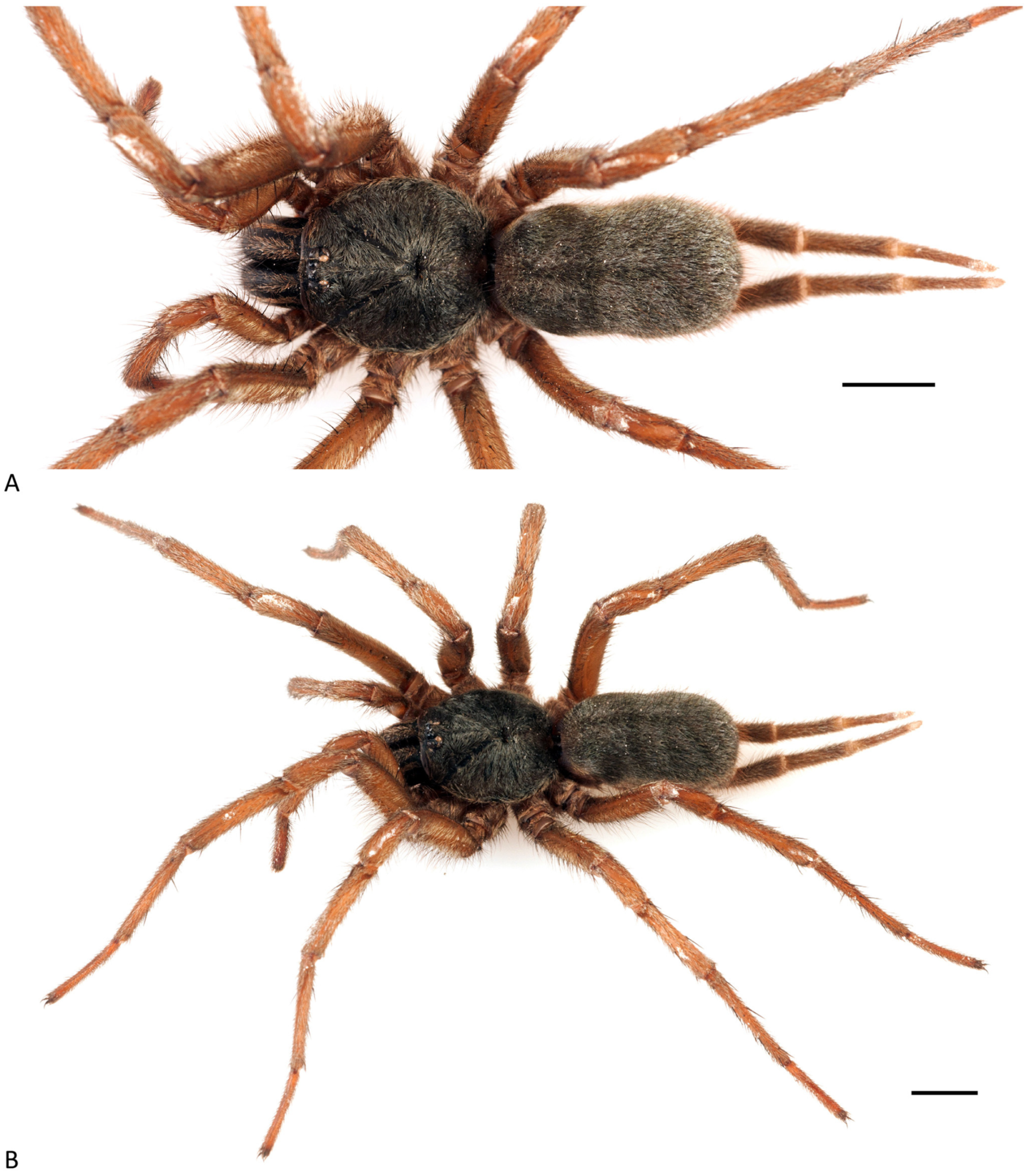 Arthropoda 01 00010 g170 550