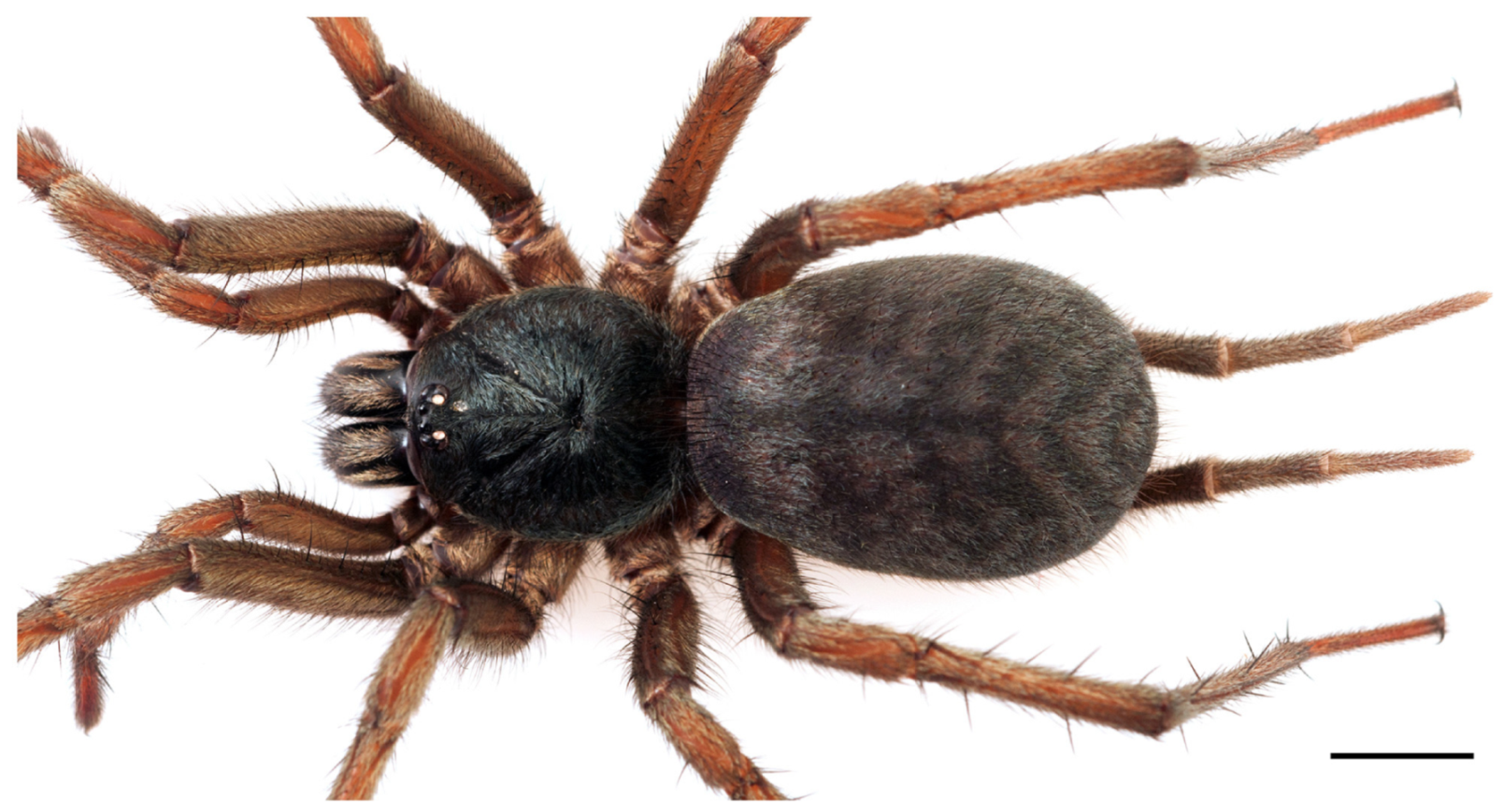 Arthropoda 01 00010 g172 550