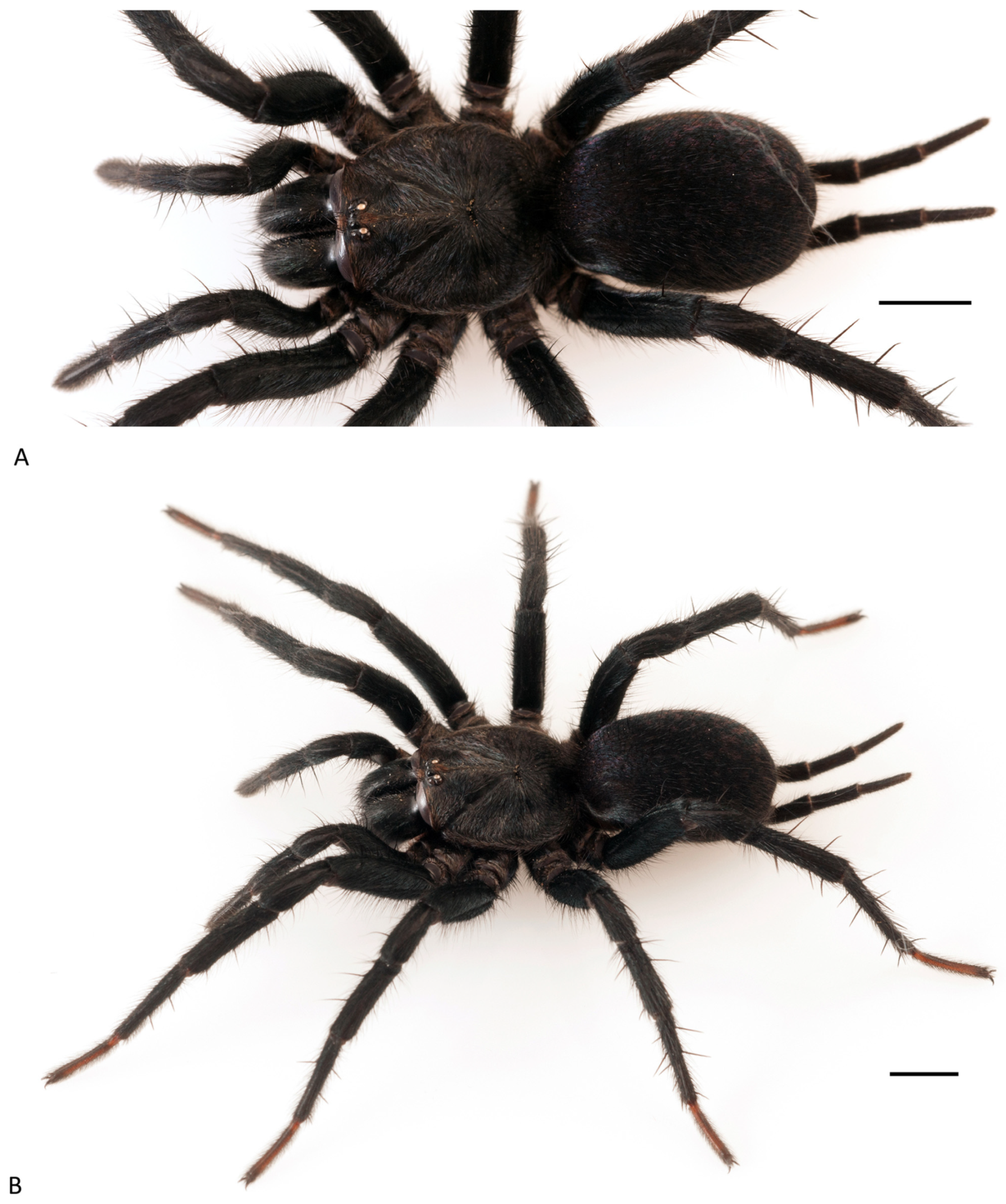 Arthropoda 01 00010 g173 550