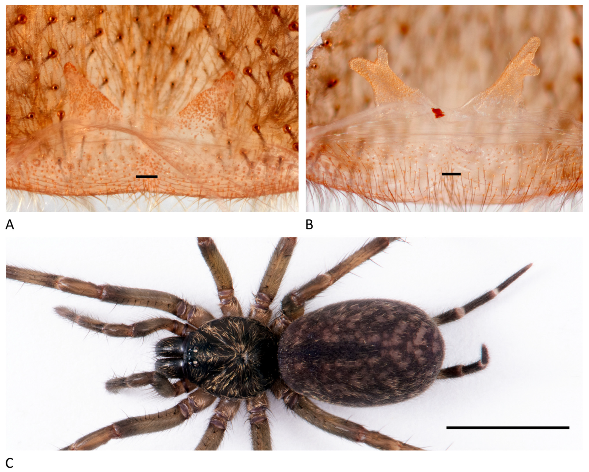 Arthropoda 01 00010 g175 550