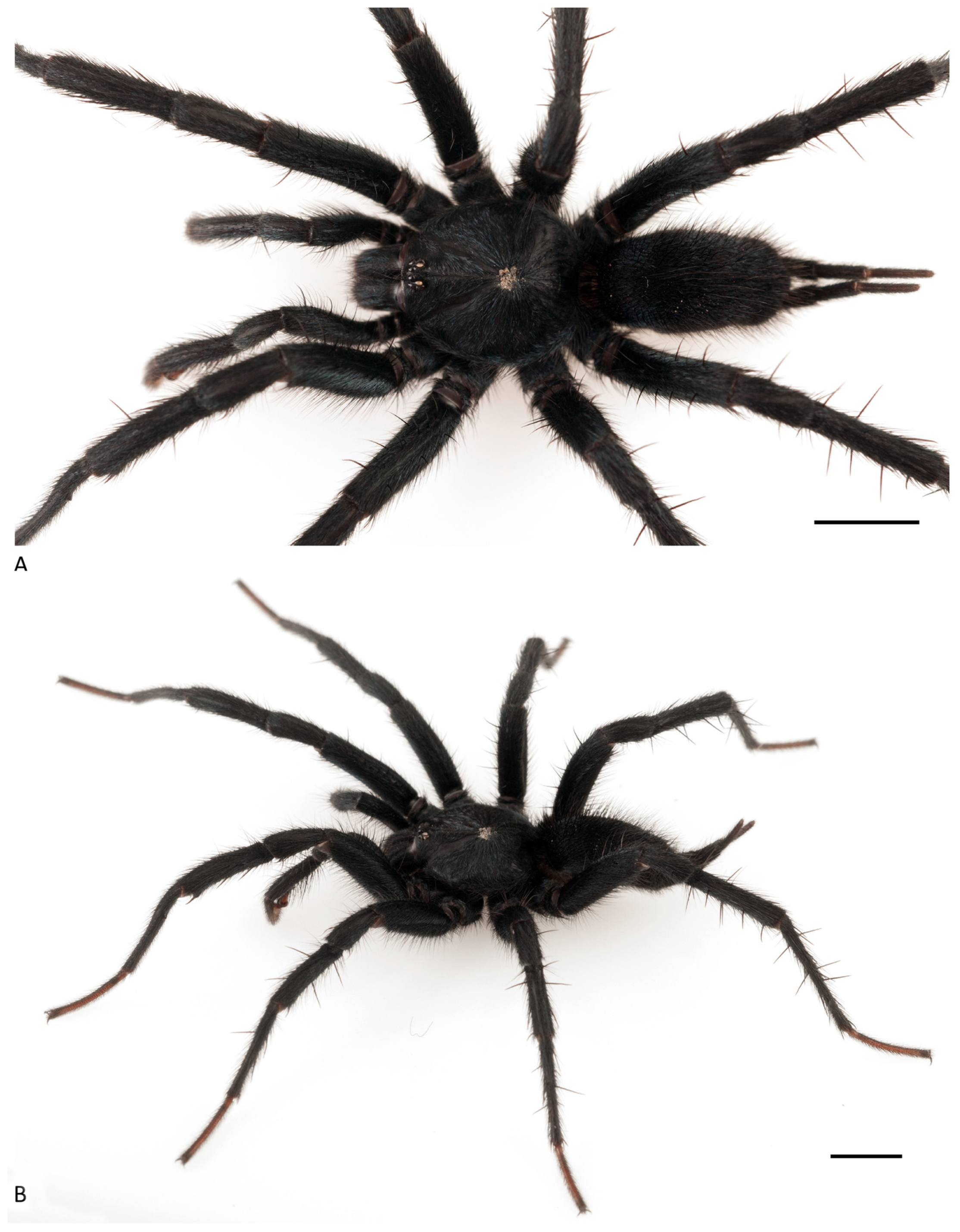 Arthropoda 01 00010 g176 550