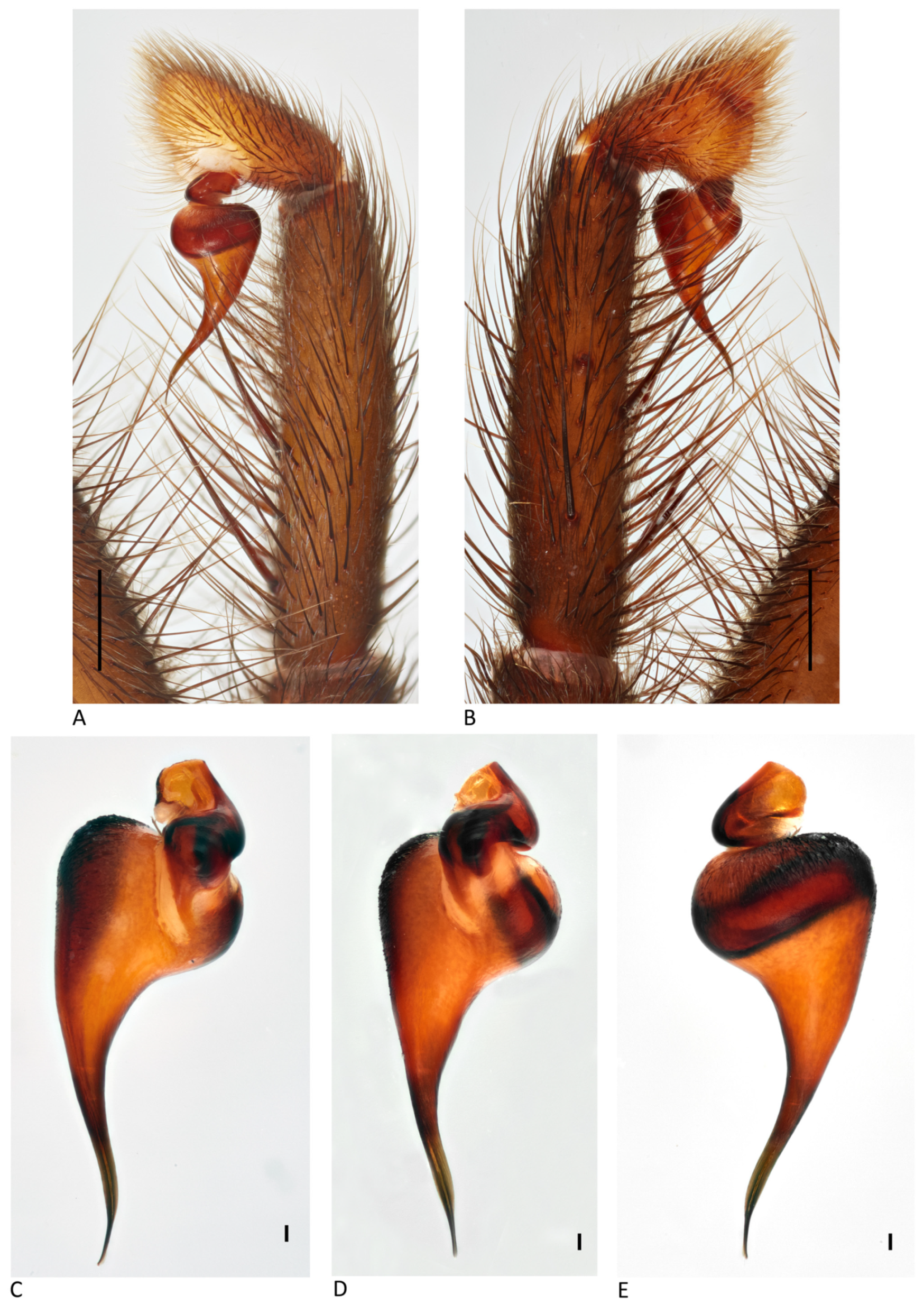 Arthropoda 01 00010 g178 550