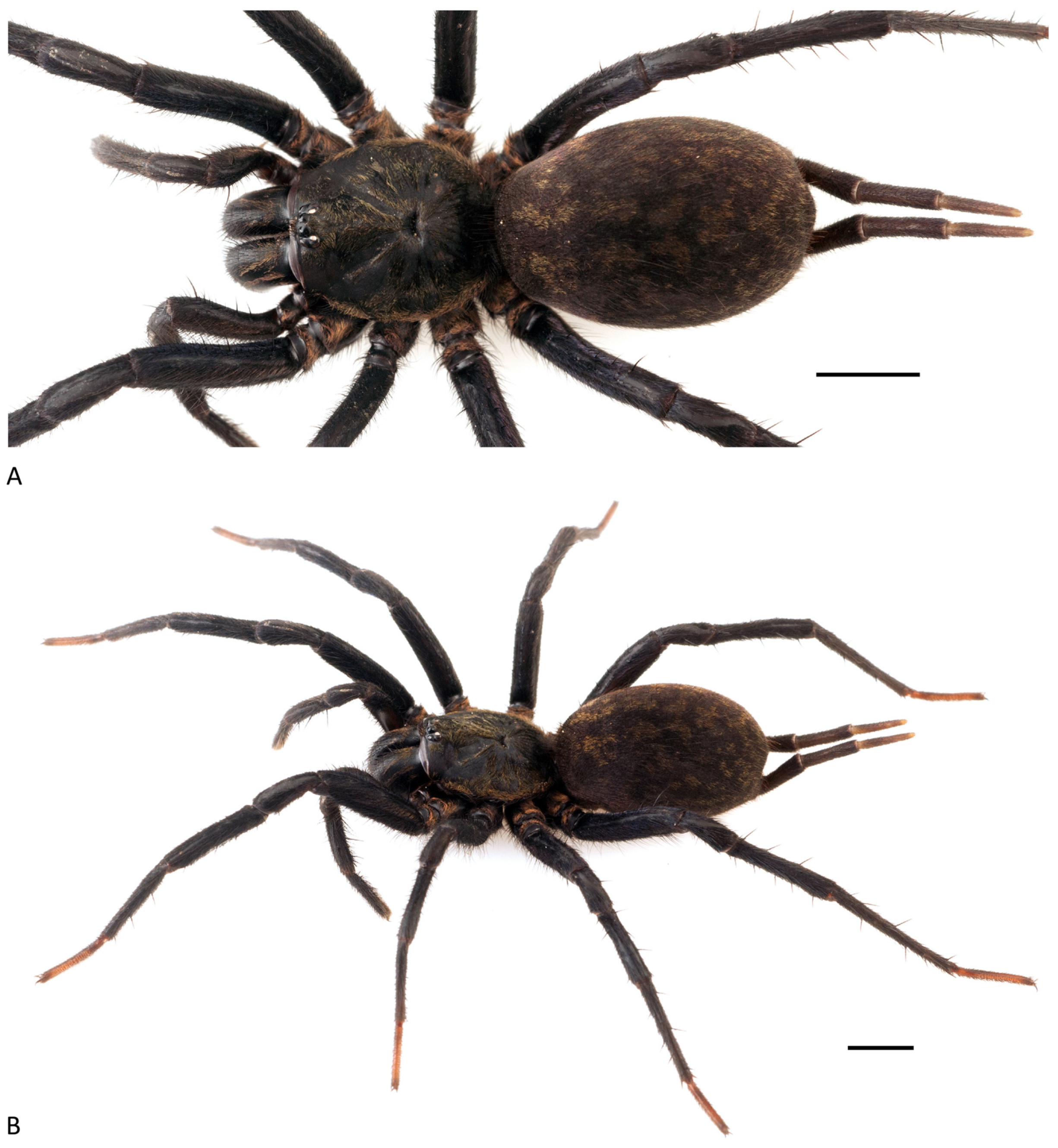 Arthropoda 01 00010 g179 550