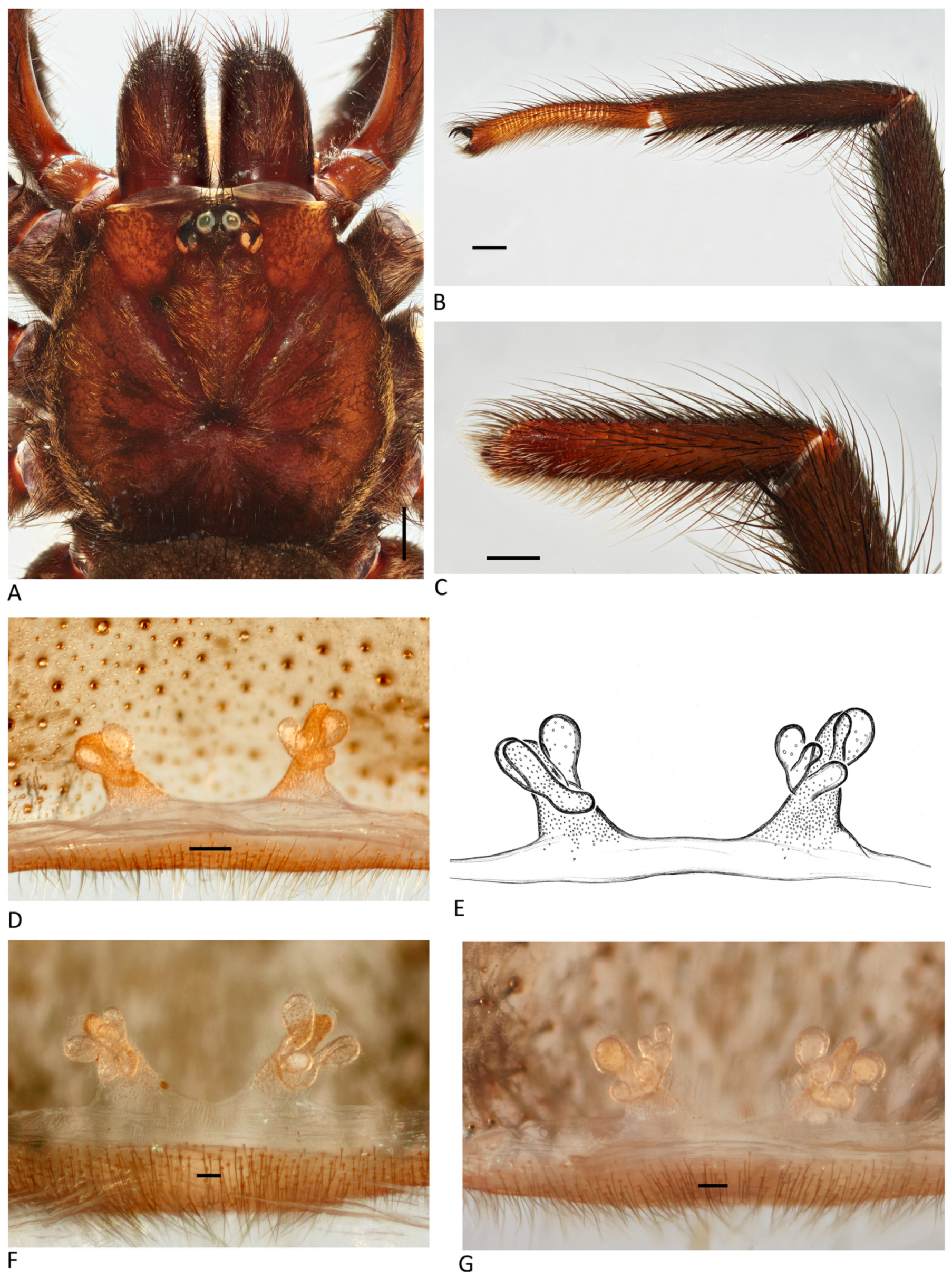Arthropoda 01 00010 g180 550