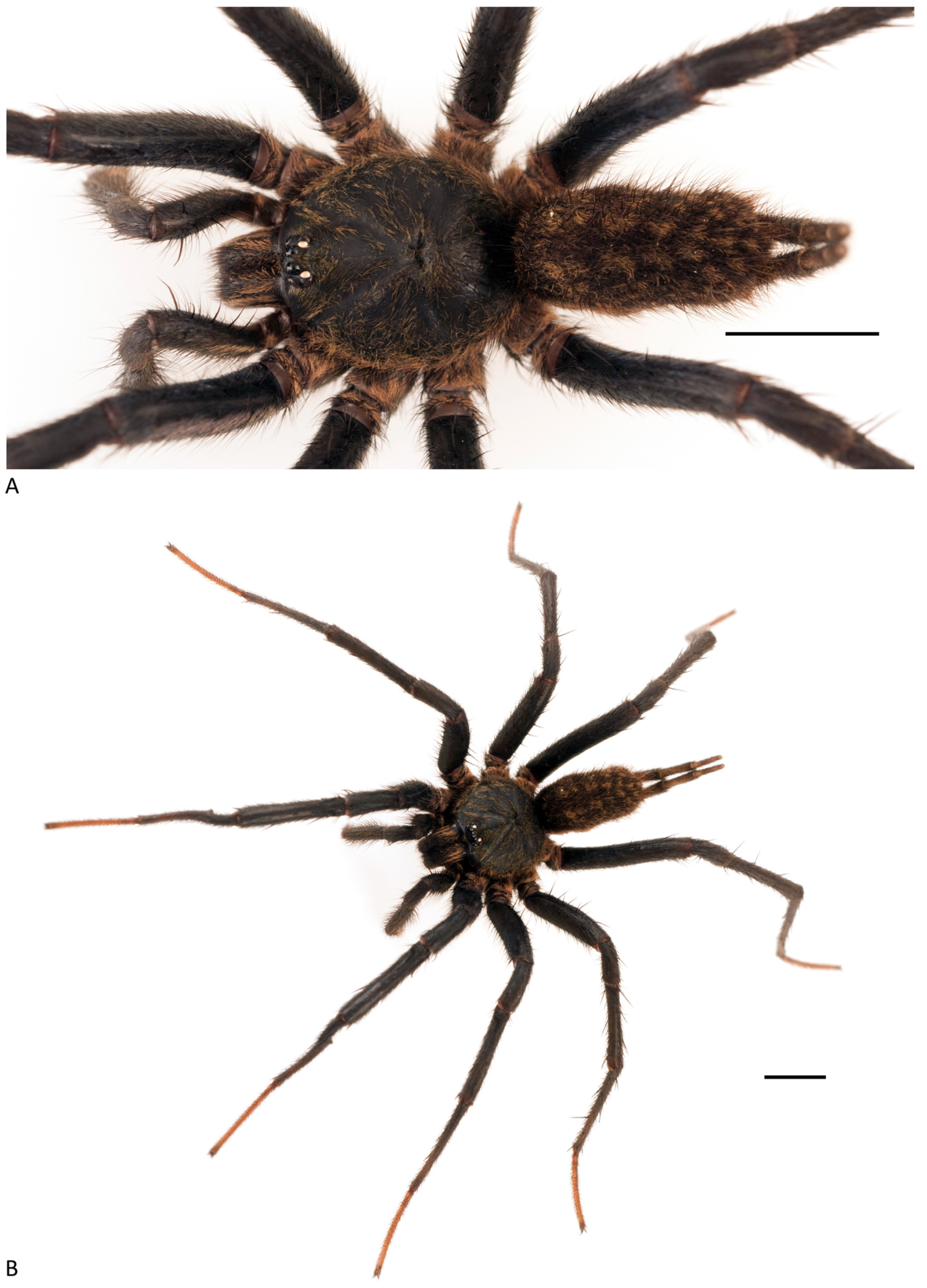 Arthropoda 01 00010 g181 550