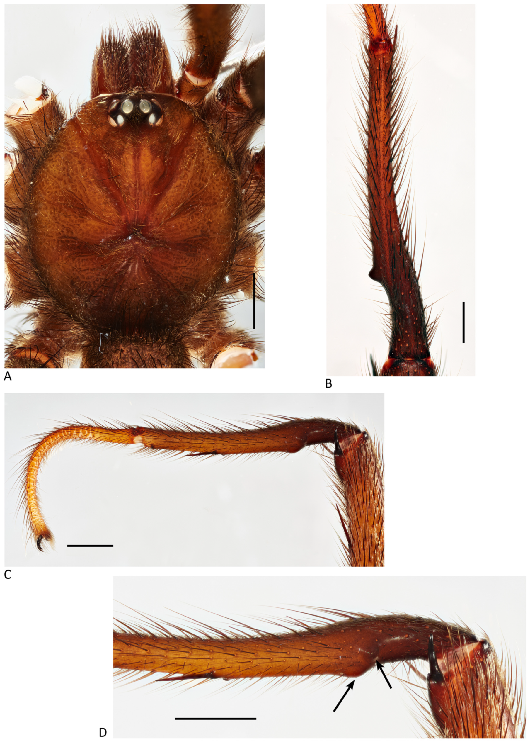 Arthropoda 01 00010 g182 550