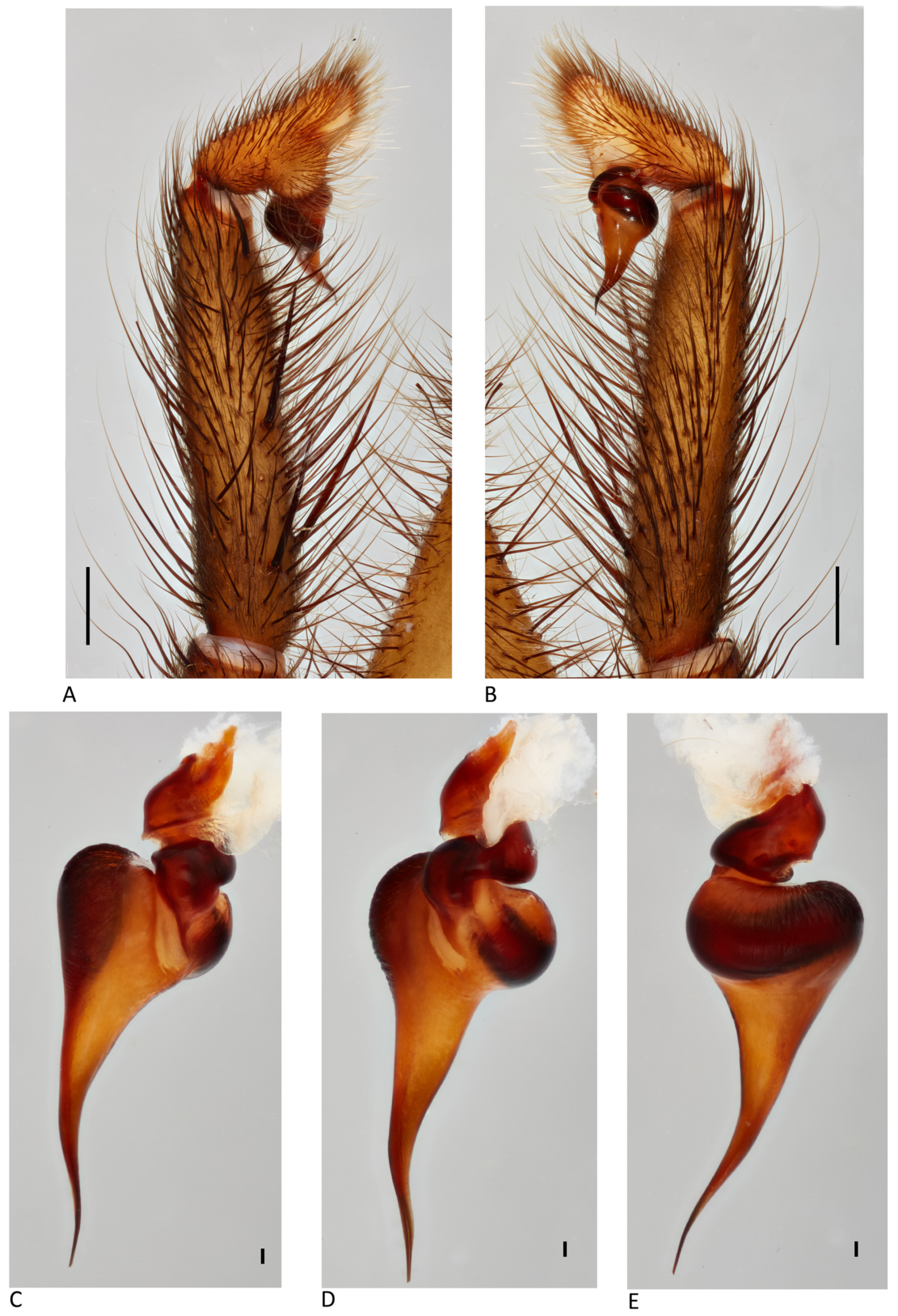 Arthropoda 01 00010 g183 550