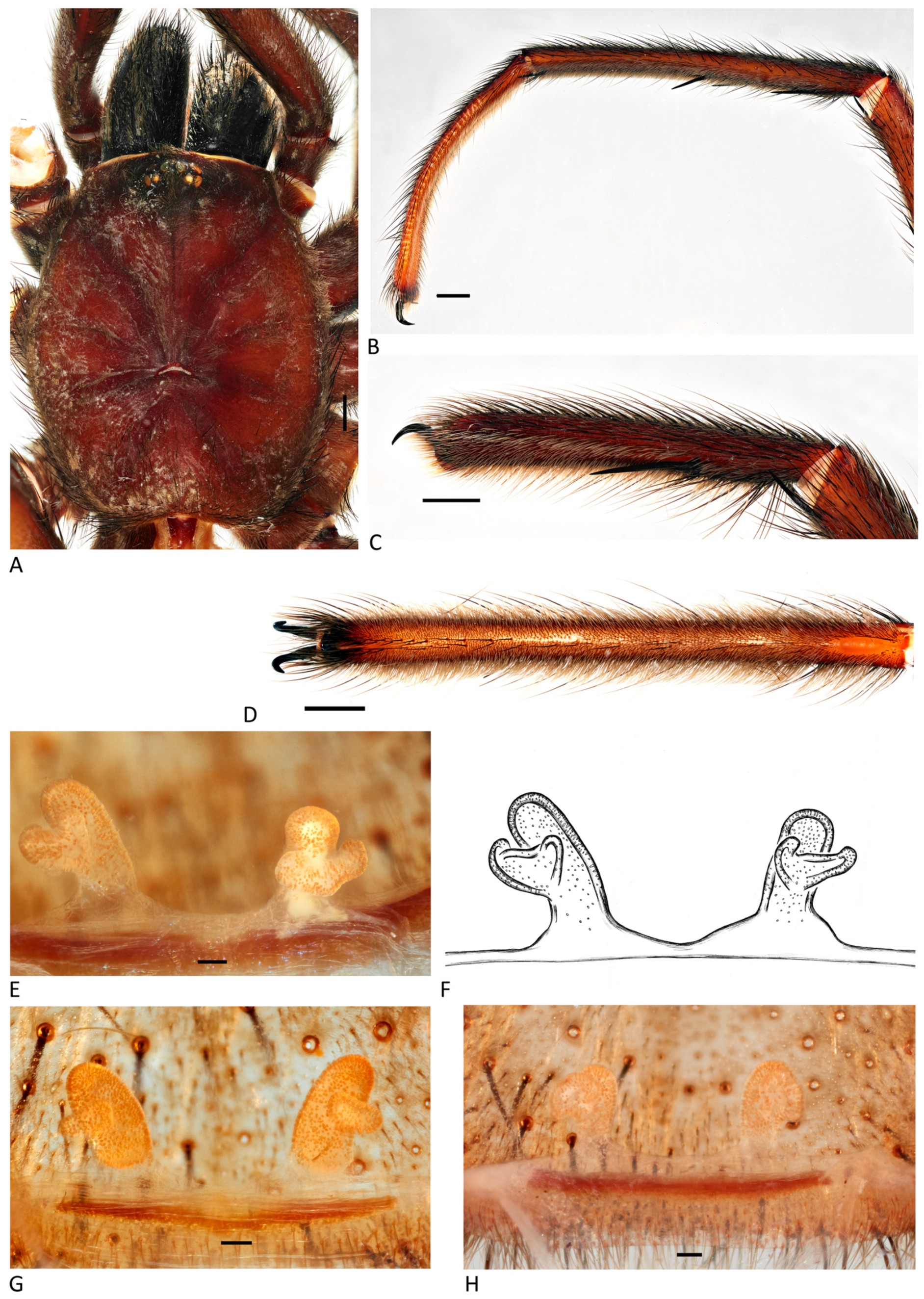 Arthropoda 01 00010 g184 550