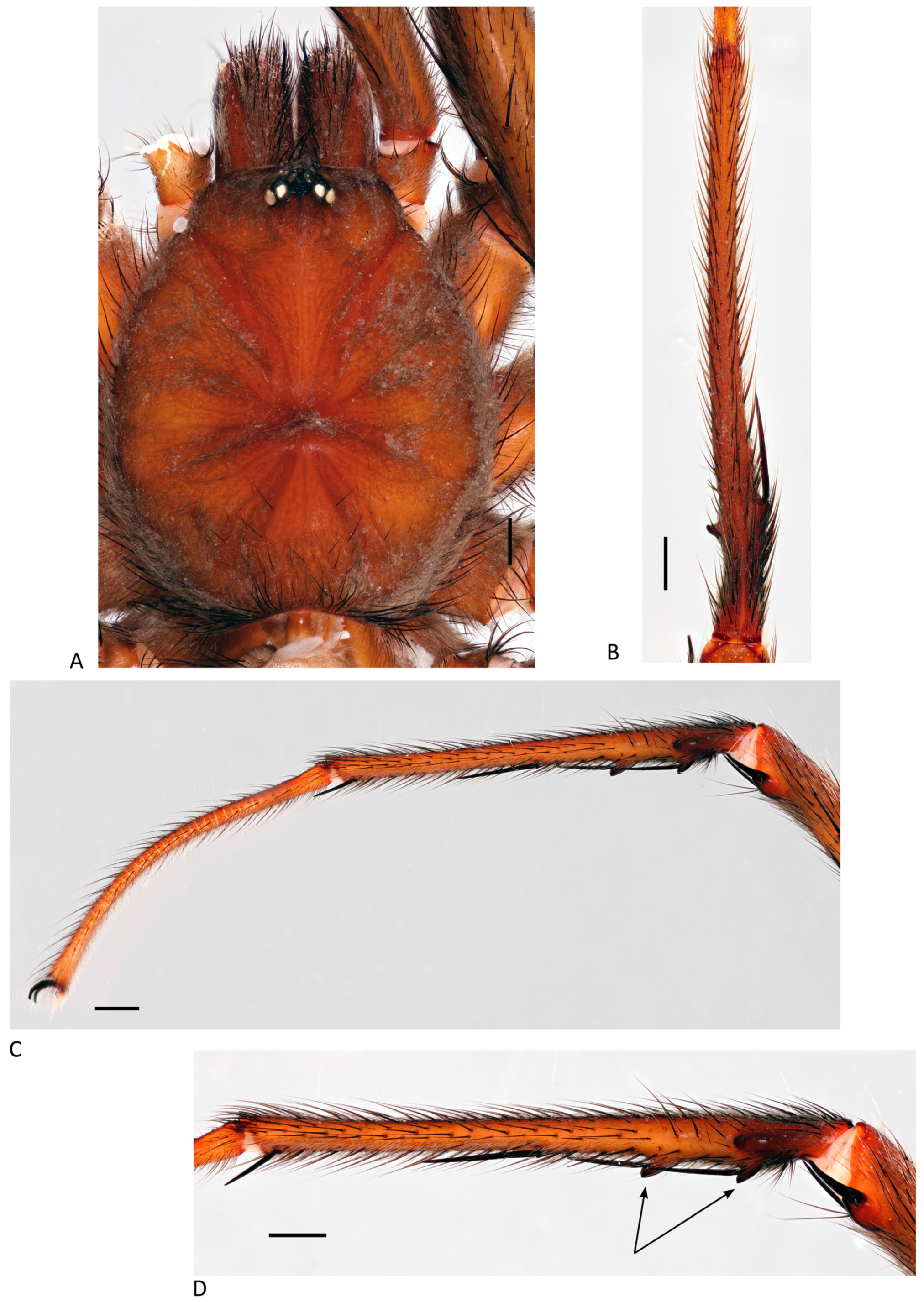 Arthropoda 01 00010 g185 550