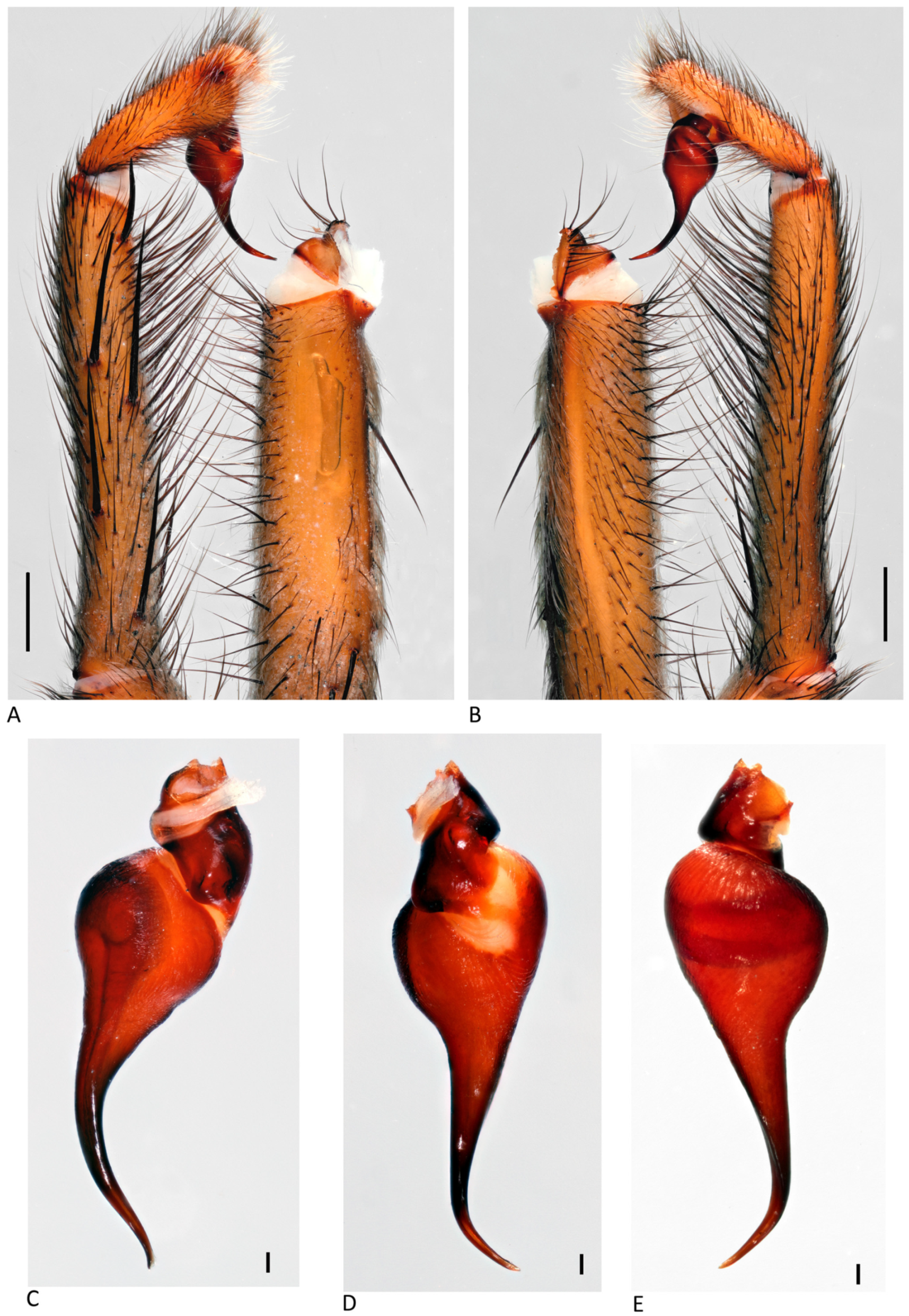 Arthropoda 01 00010 g186 550