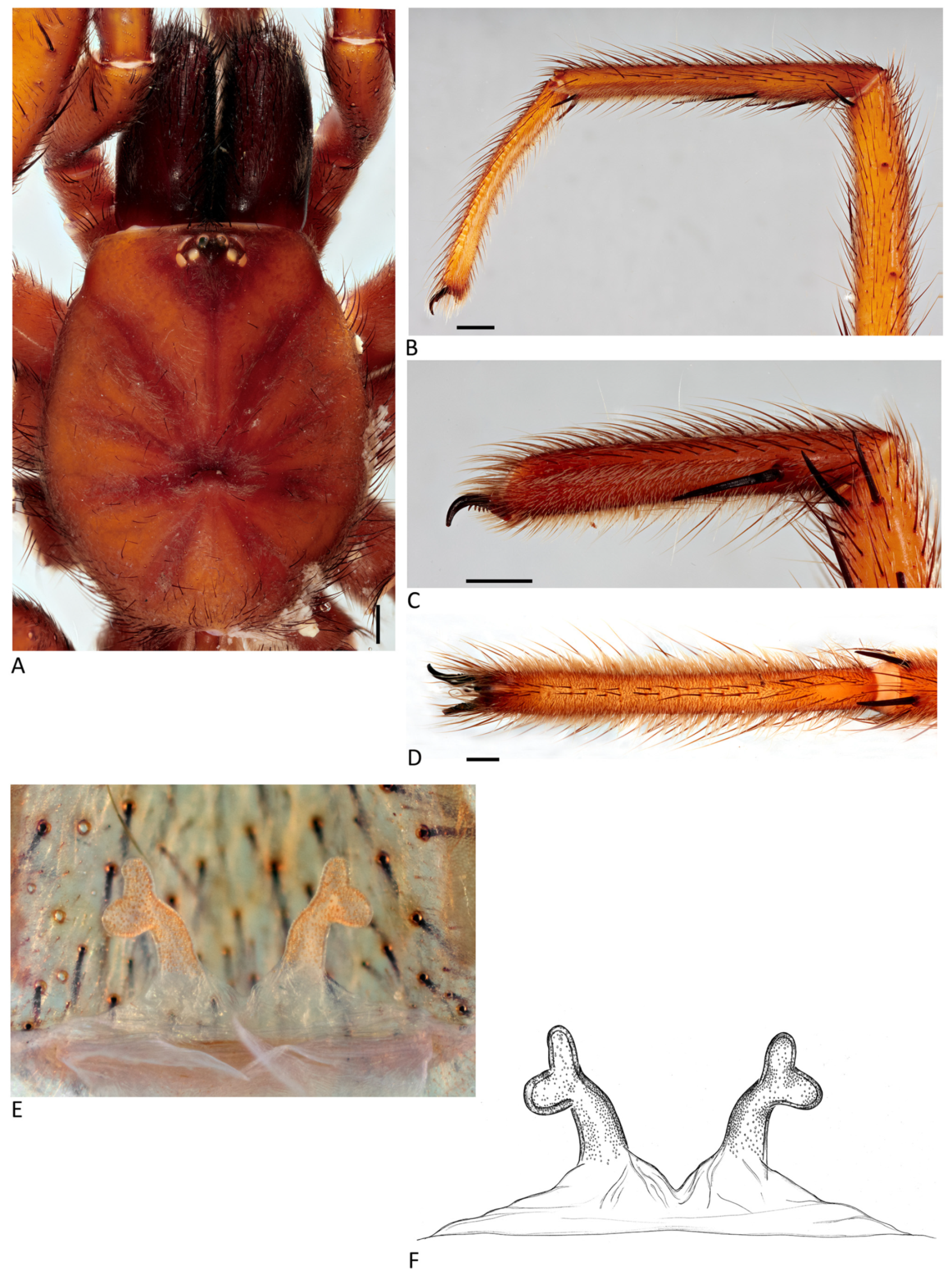 Arthropoda 01 00010 g188 550