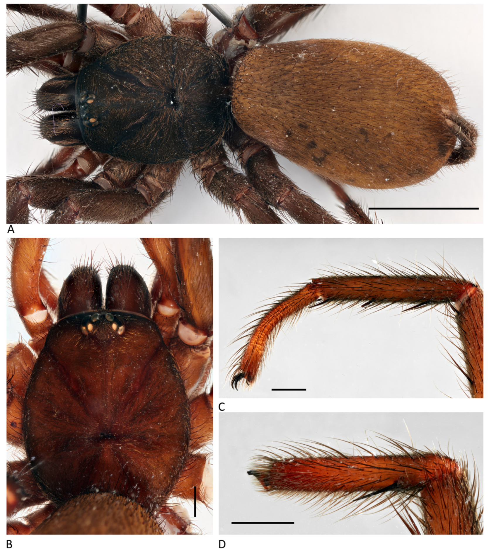 Arthropoda 01 00010 g189 550