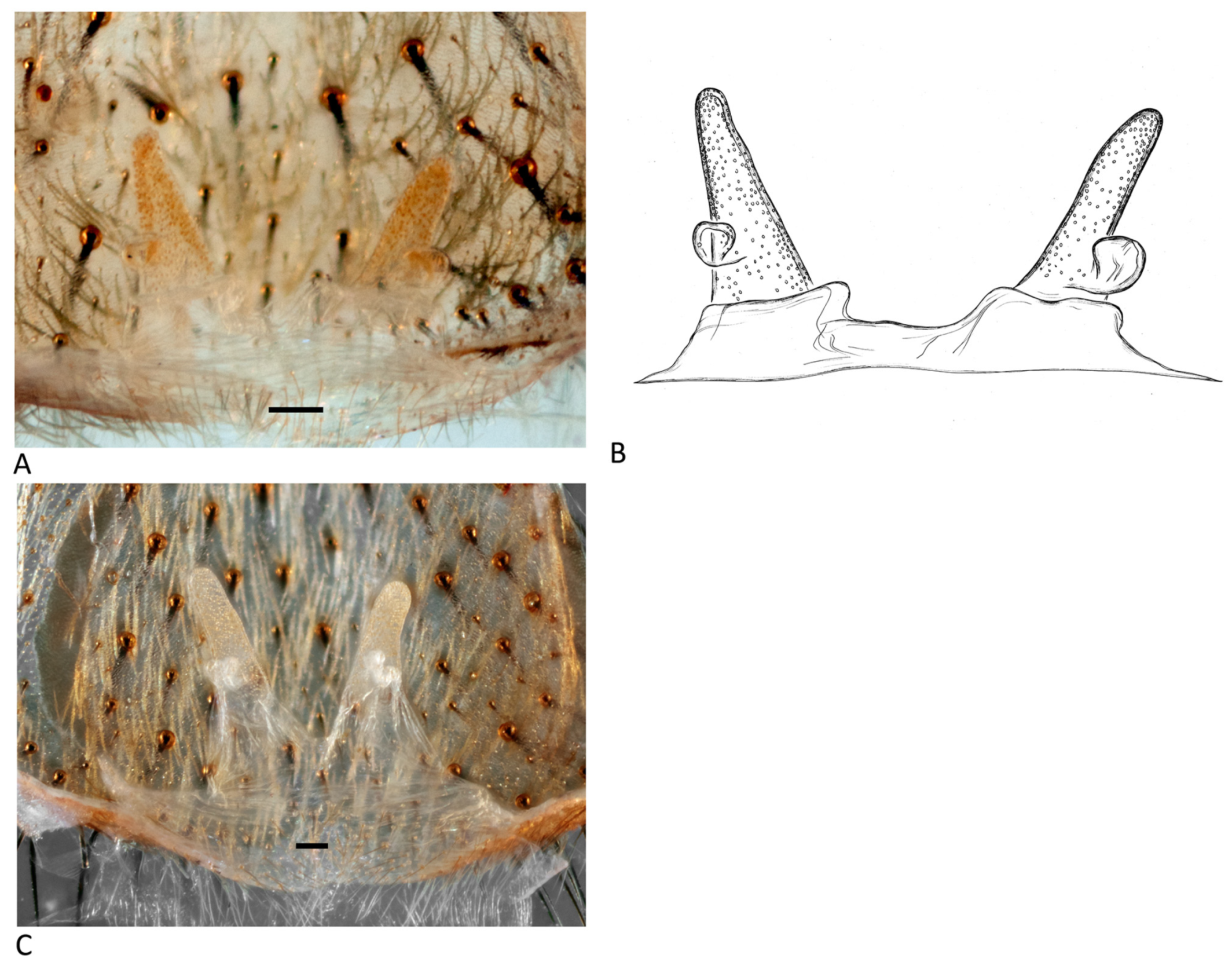 Arthropoda 01 00010 g190 550