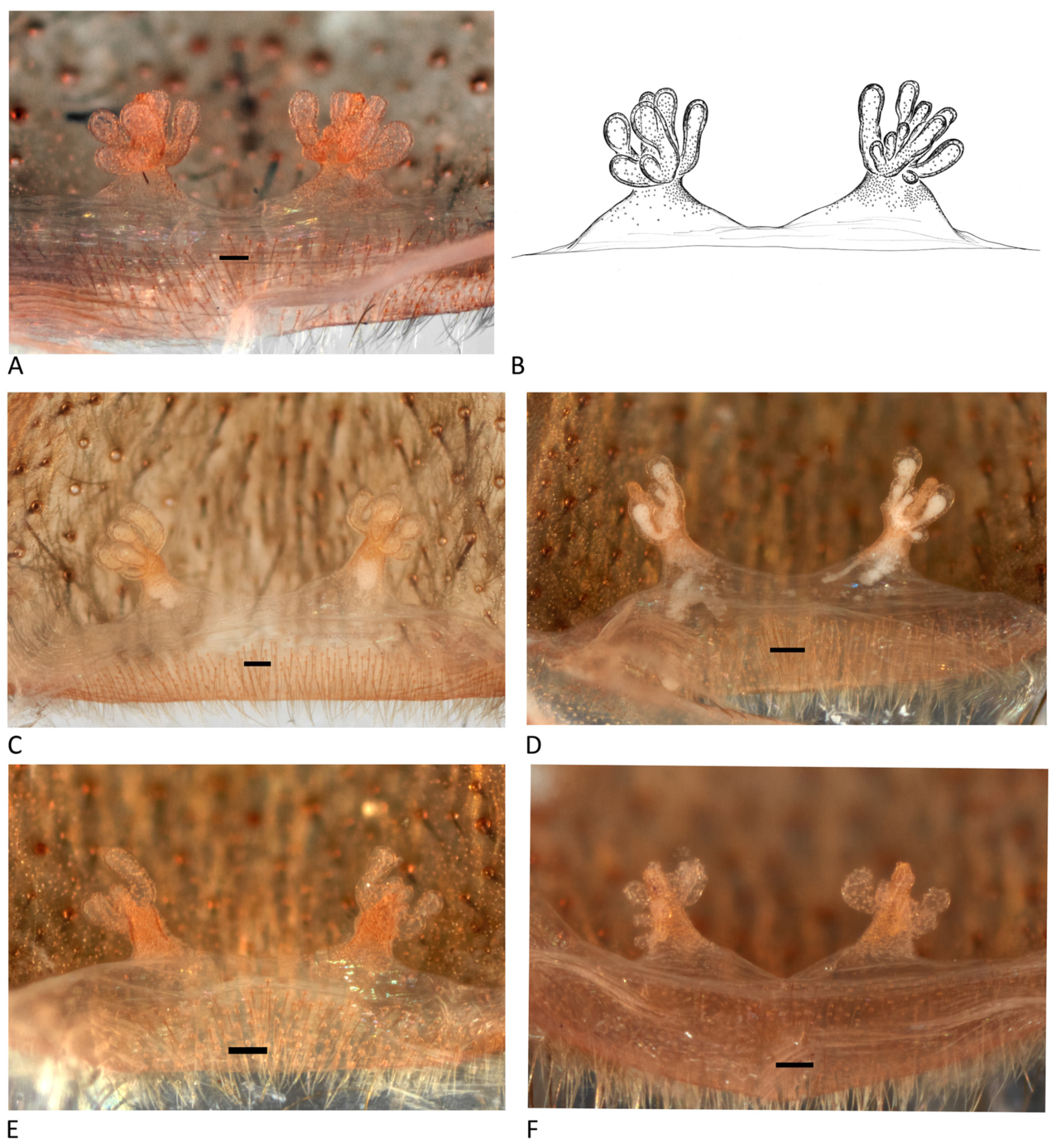 Arthropoda 01 00010 g192 550
