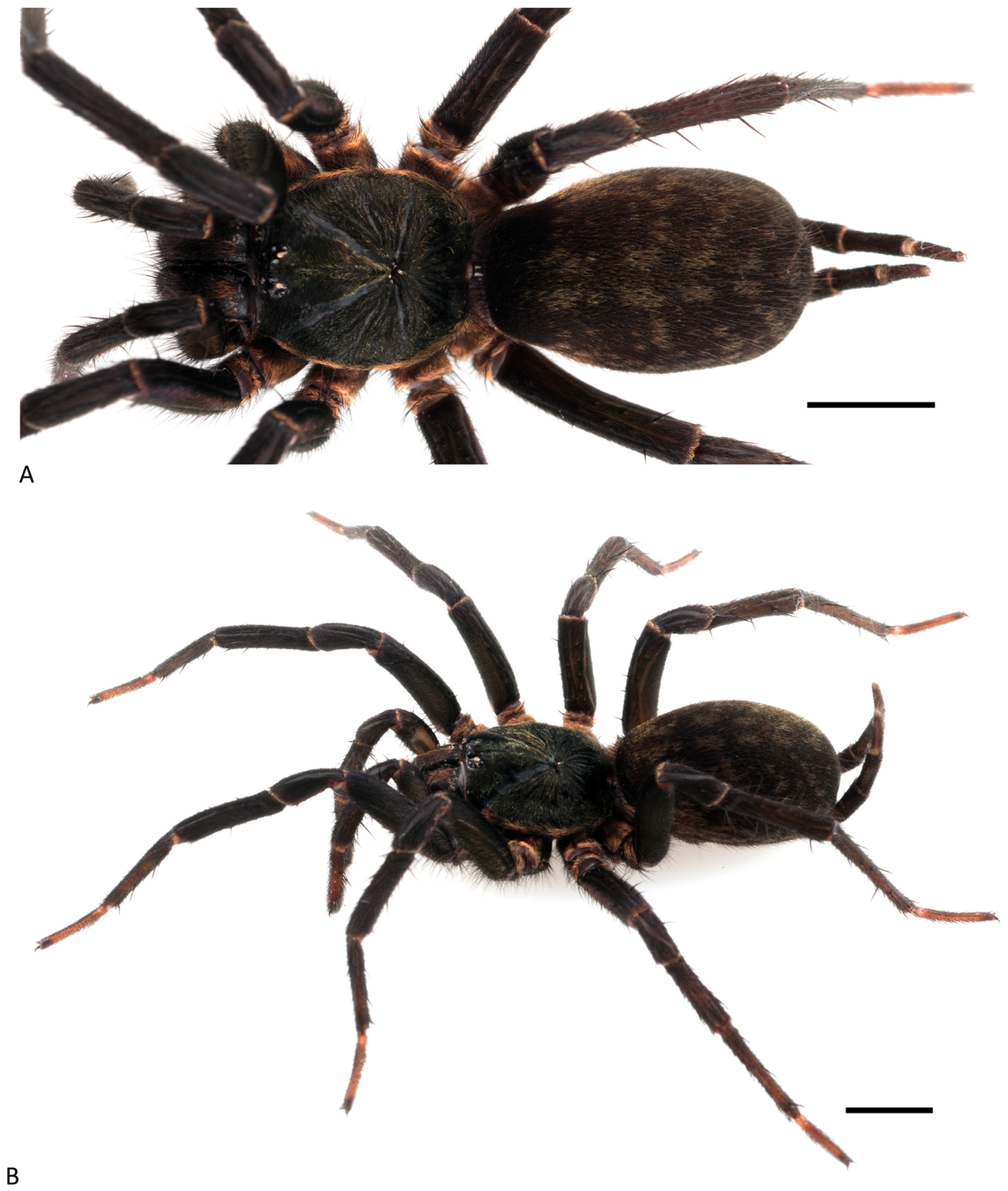 Arthropoda 01 00010 g193 550