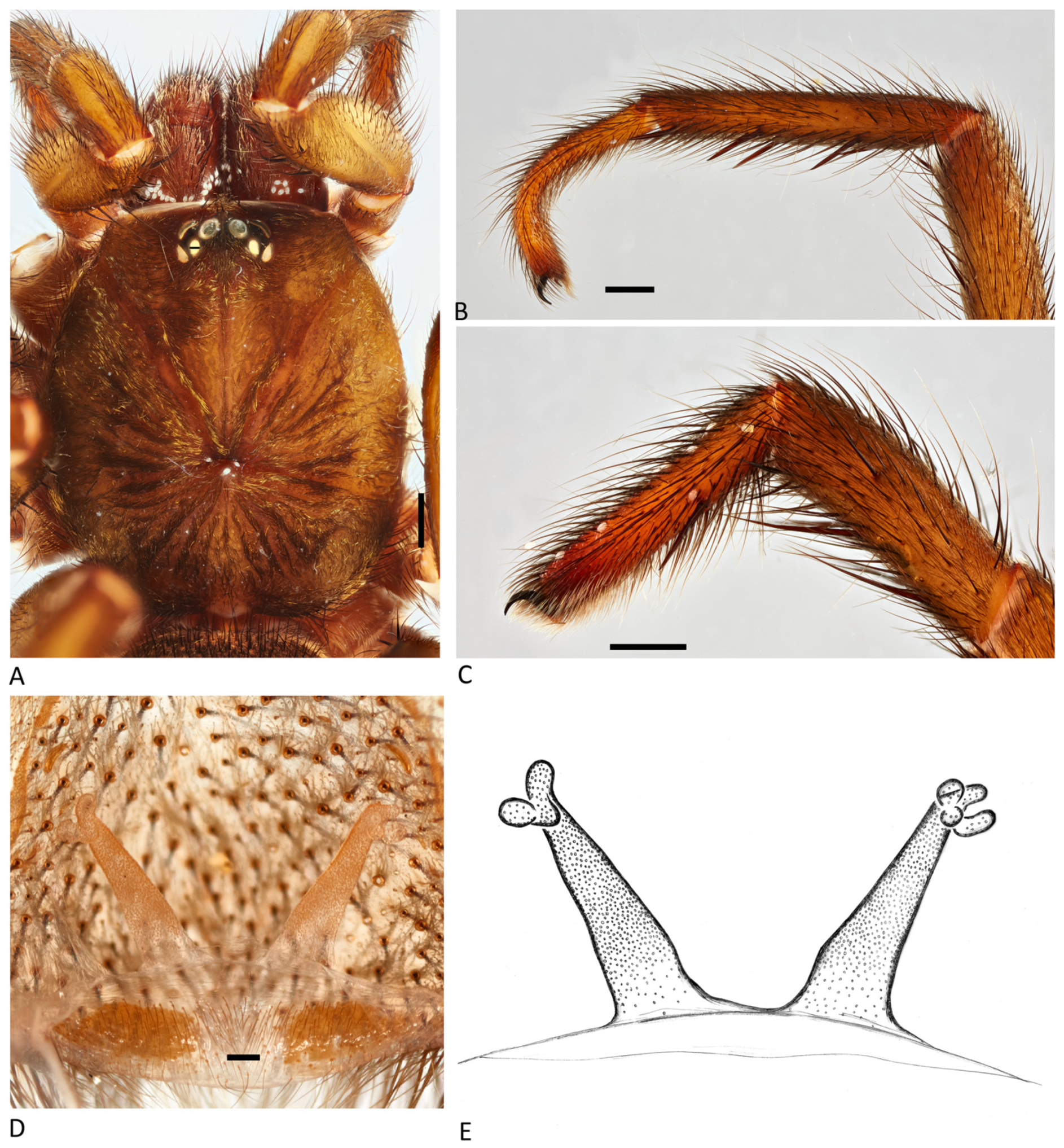 Arthropoda 01 00010 g194 550