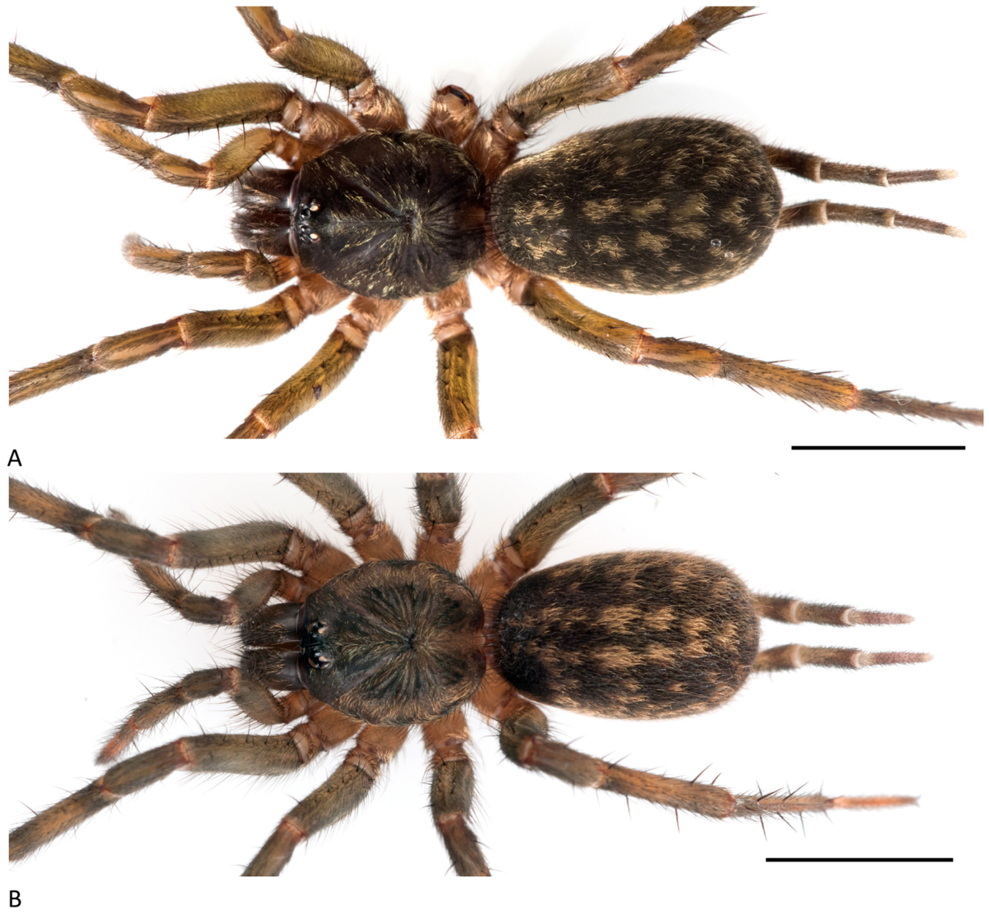 Arthropoda 01 00010 g195 550