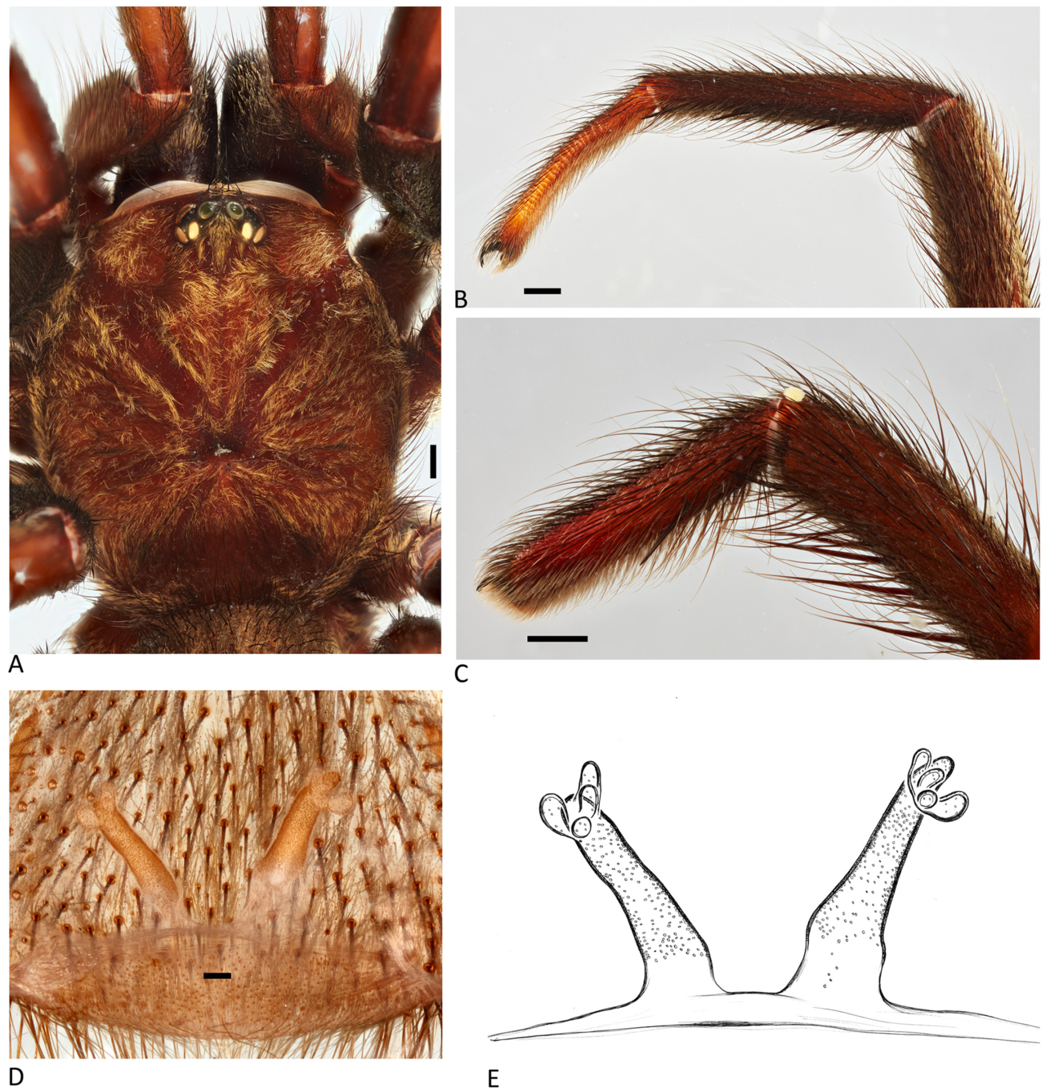 Arthropoda 01 00010 g197 550