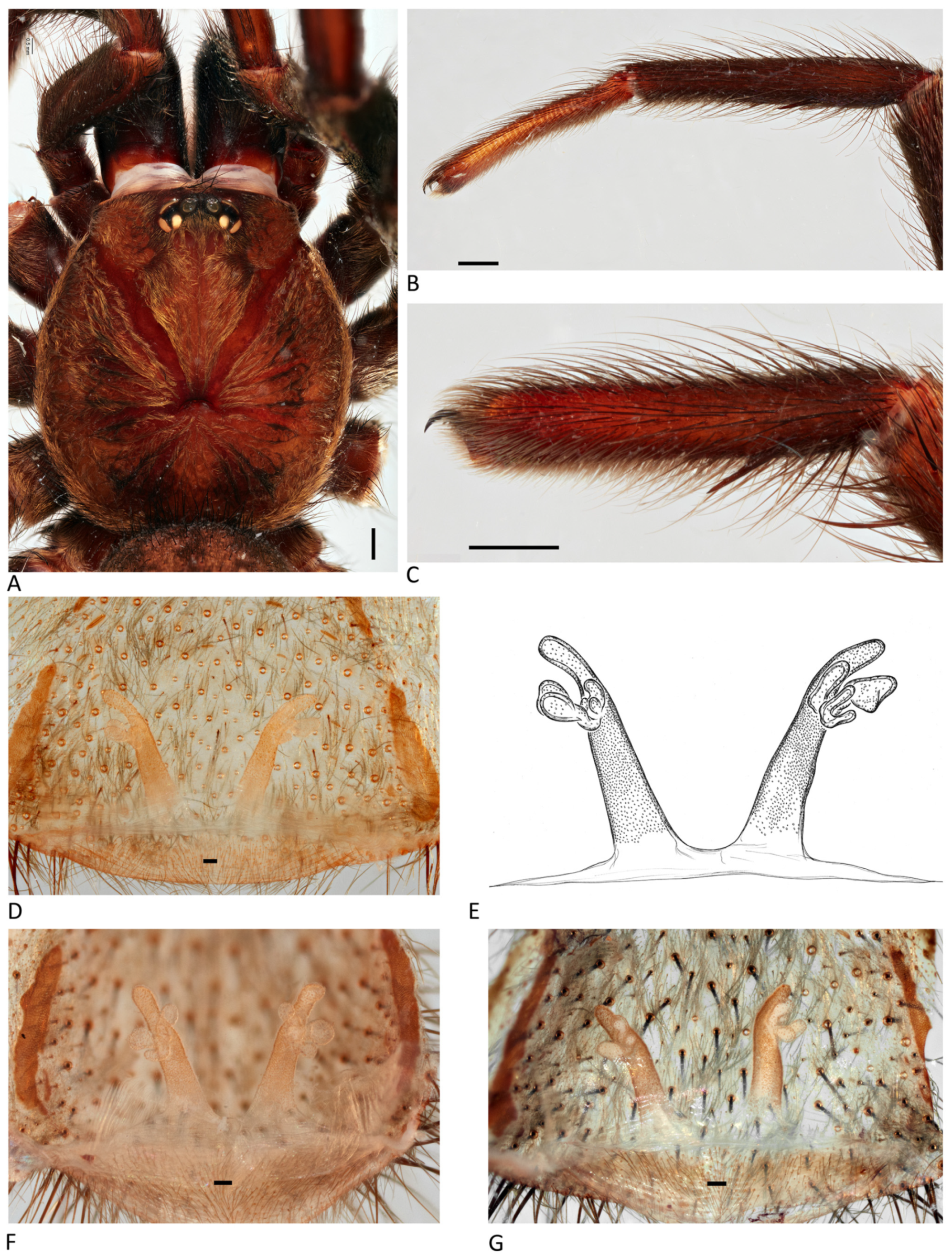Arthropoda 01 00010 g200 550