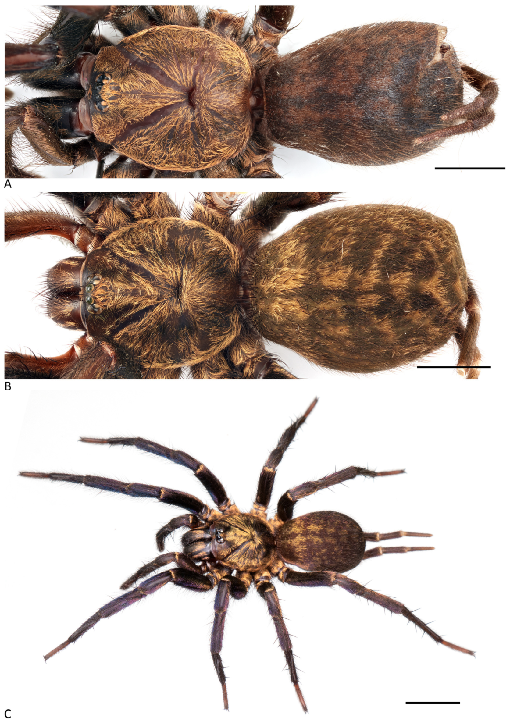 Arthropoda 01 00010 g201 550