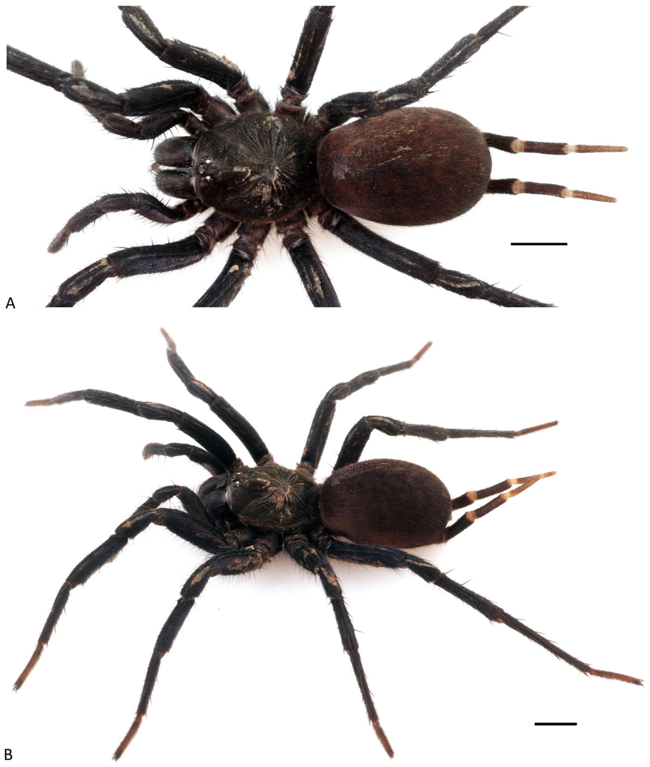 Arthropoda 01 00010 g202 550