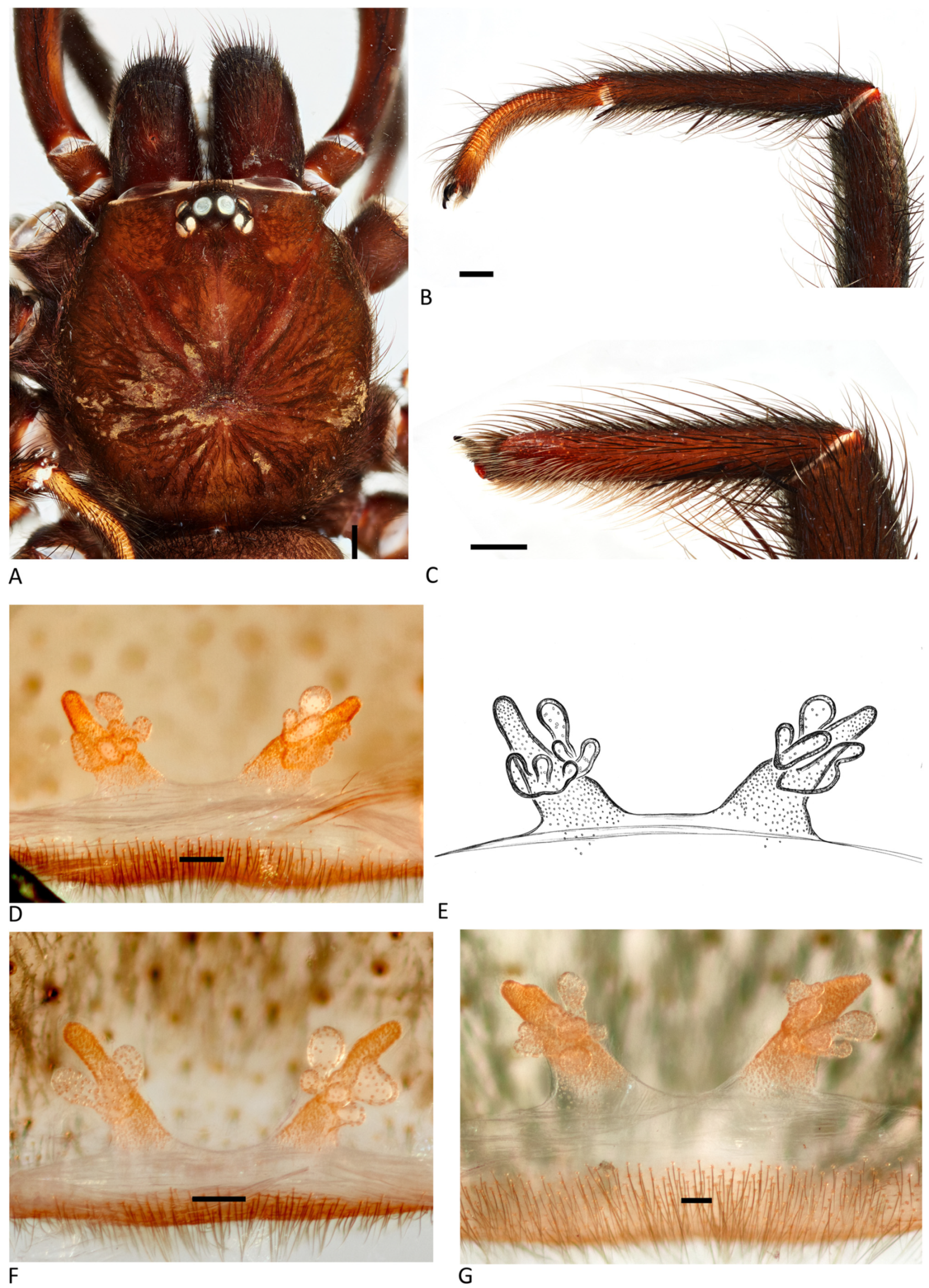 Arthropoda 01 00010 g203 550