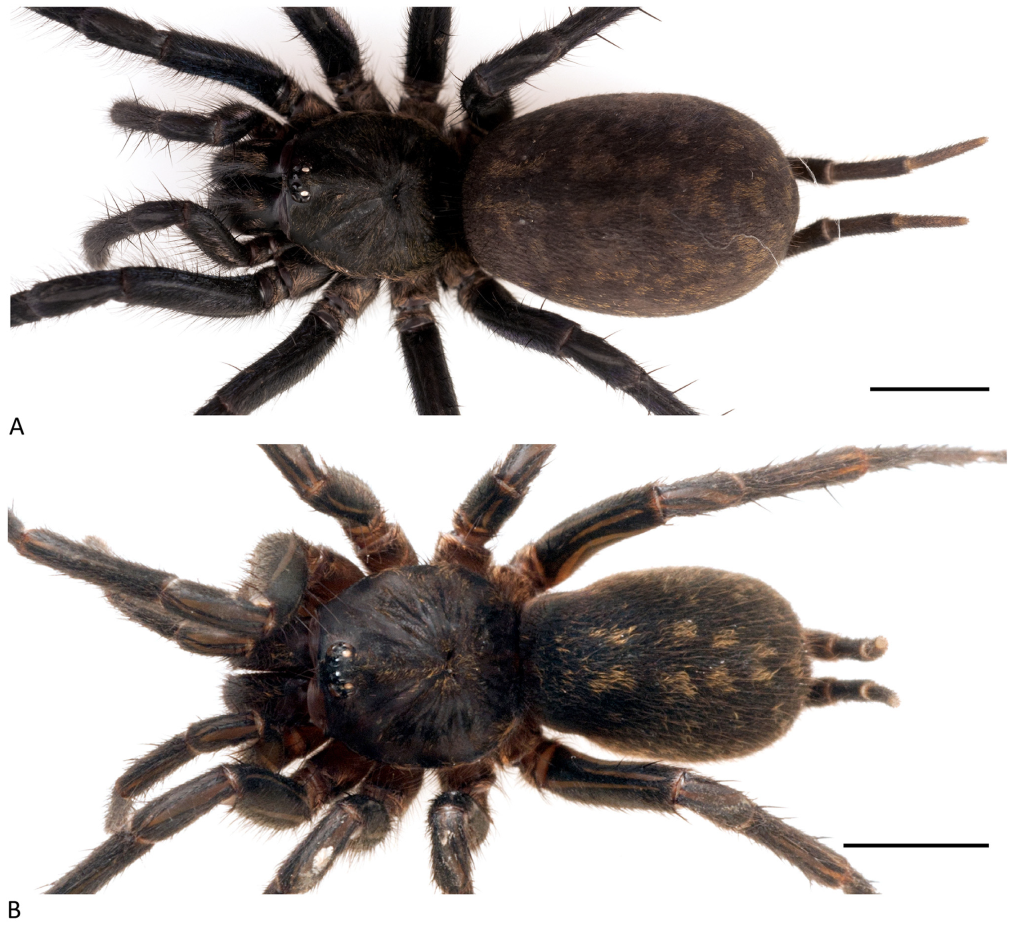 Arthropoda 01 00010 g204 550