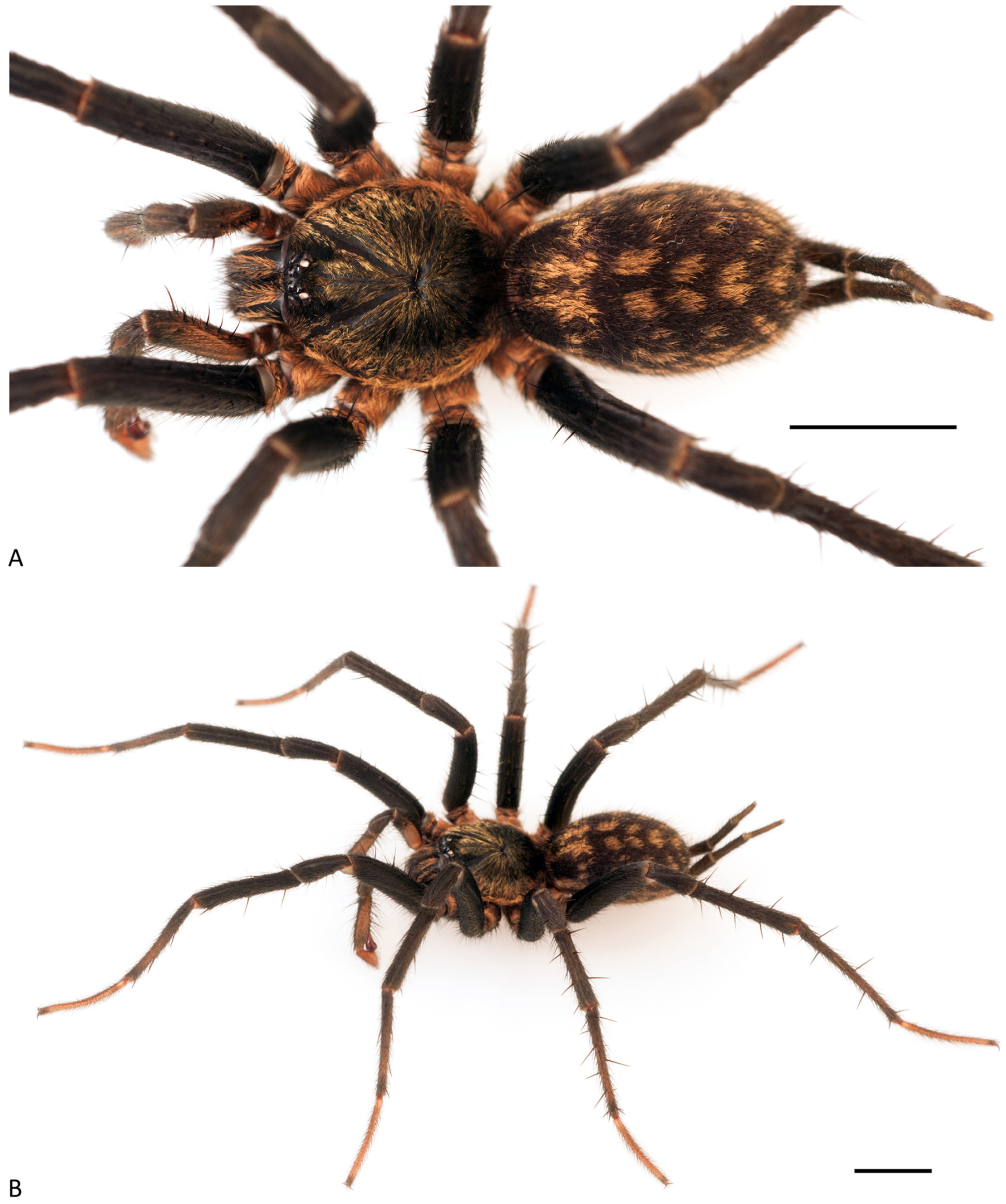 Arthropoda 01 00010 g205 550