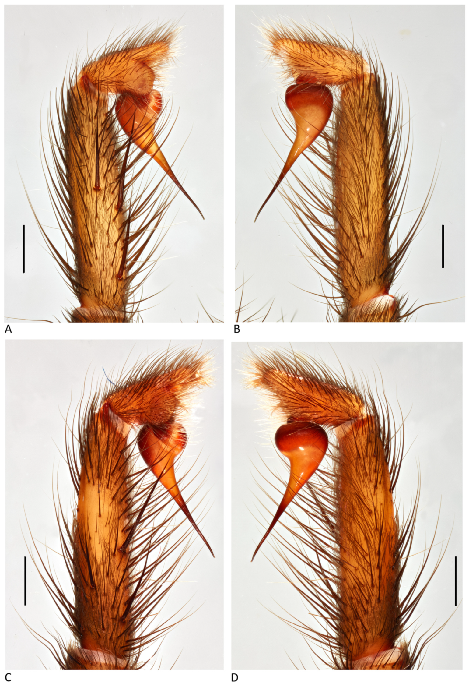 Arthropoda 01 00010 g207 550