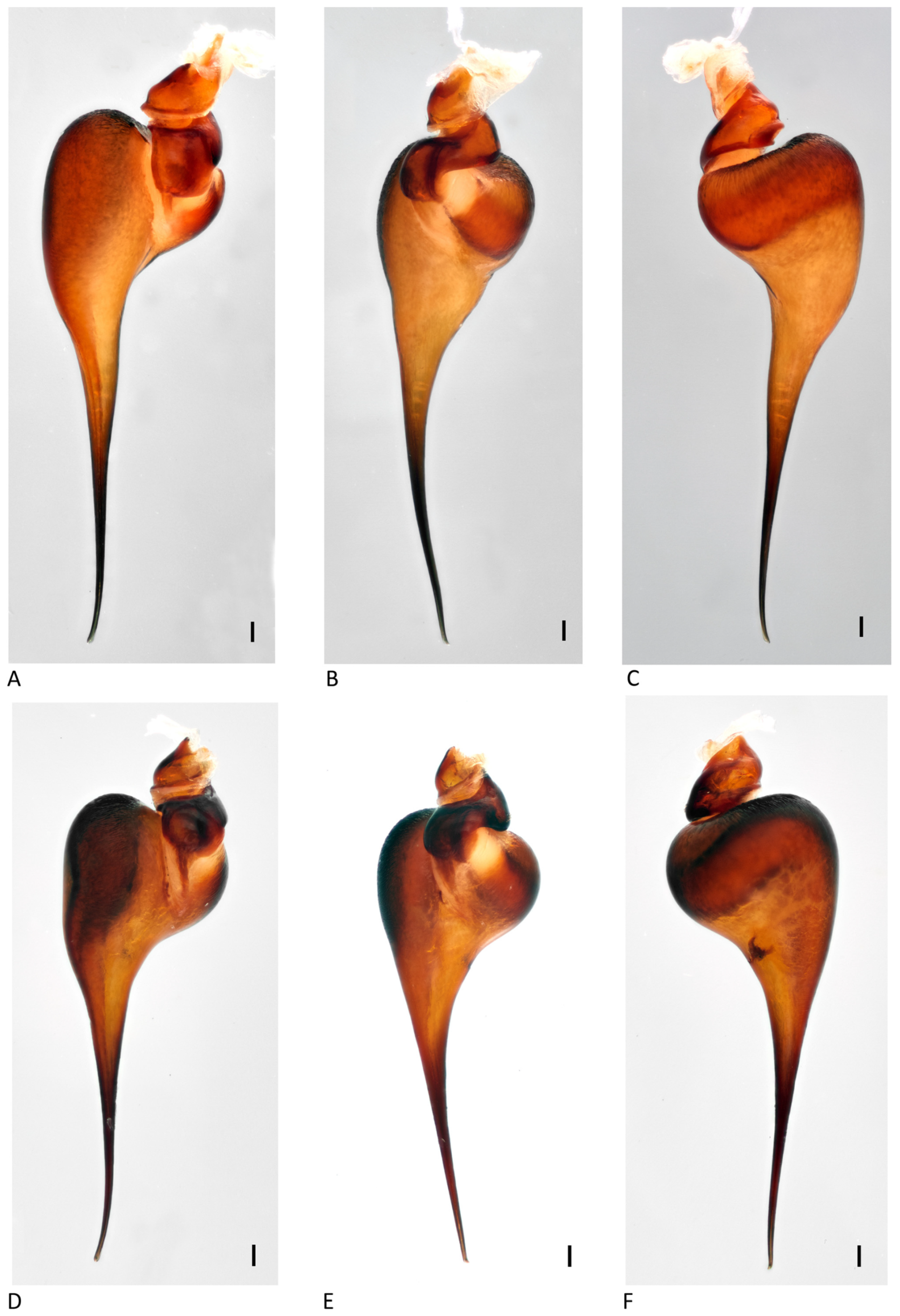 Arthropoda 01 00010 g208 550