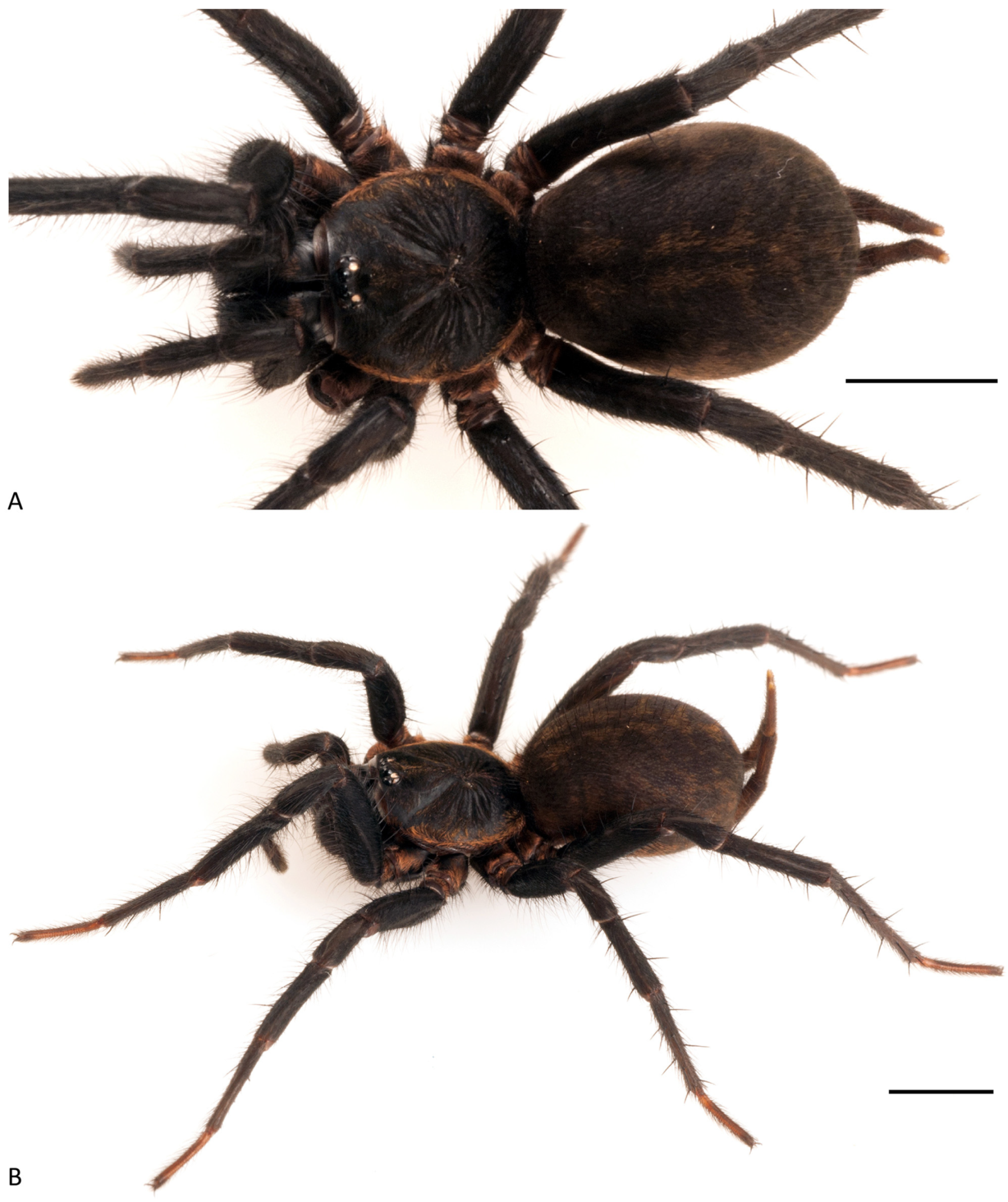 Arthropoda 01 00010 g209 550